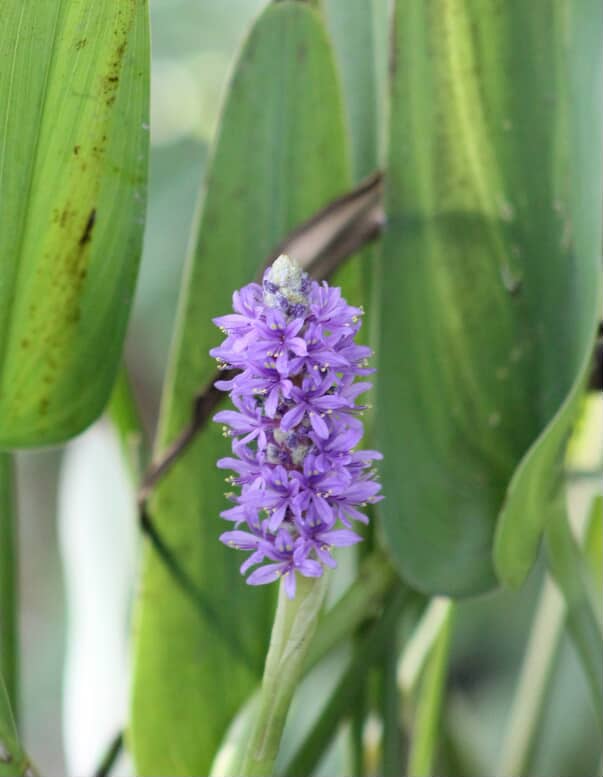 Pickerelweed - Image 2