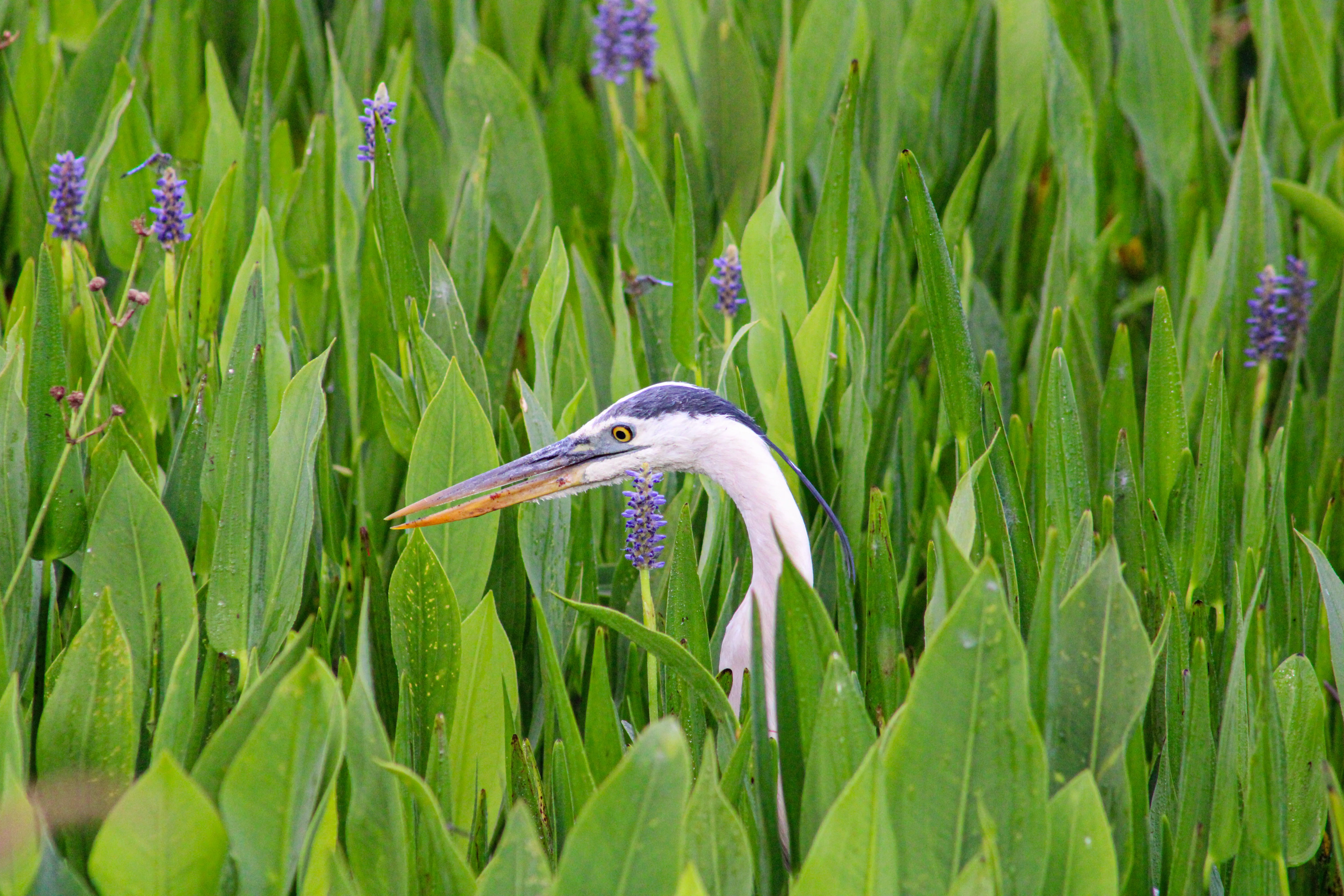 Pickerelweed - Image 3