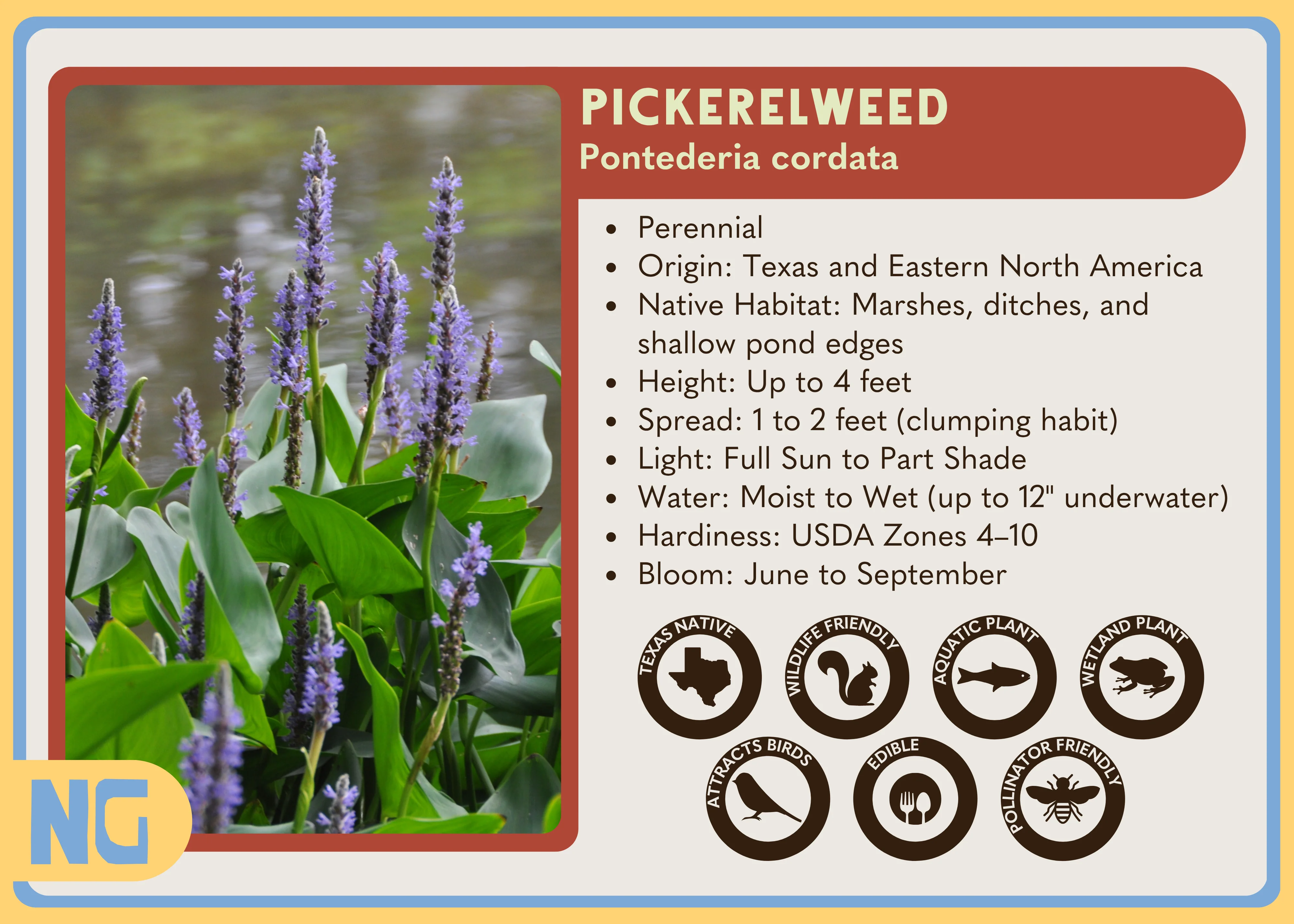 Pickerelweed - Image 4