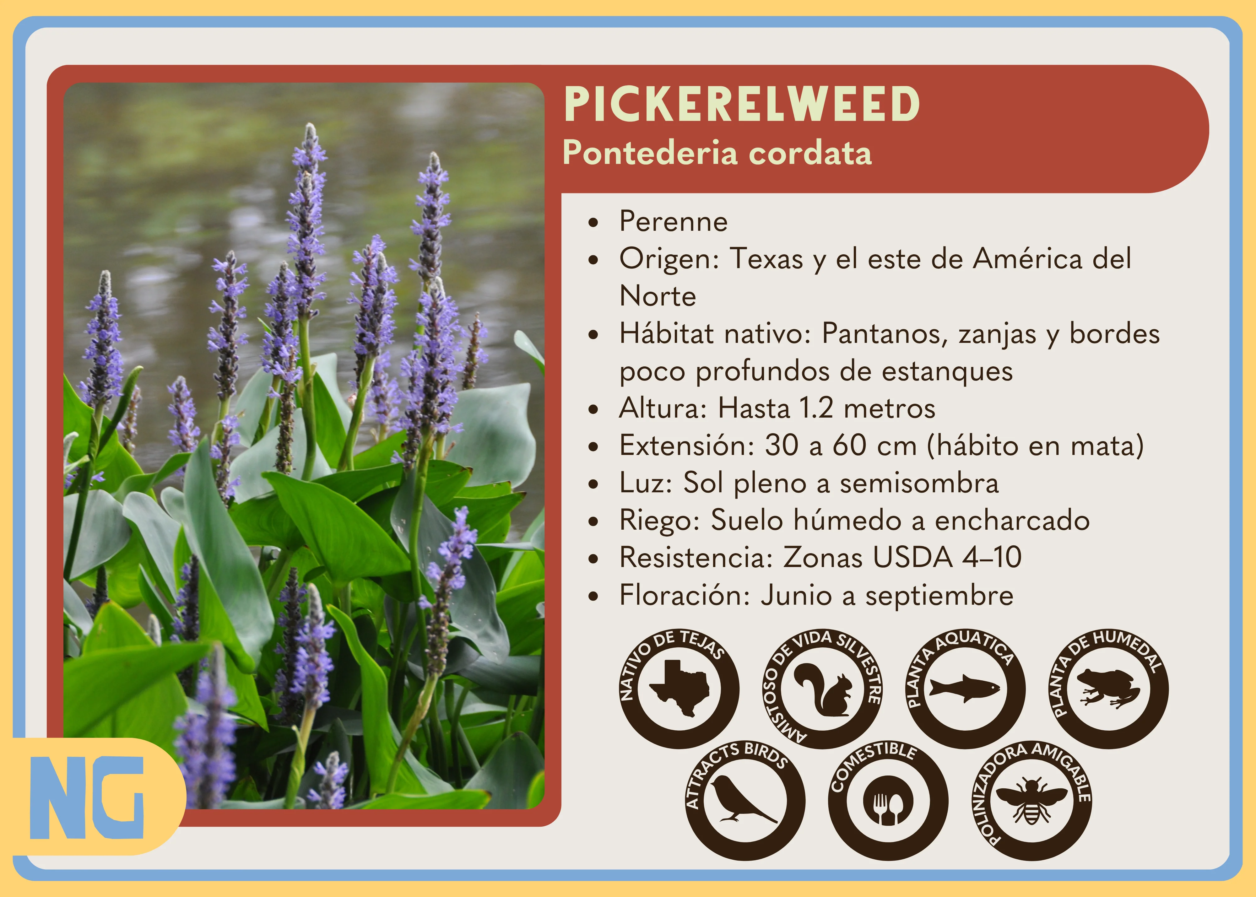 Pickerelweed - Image 5