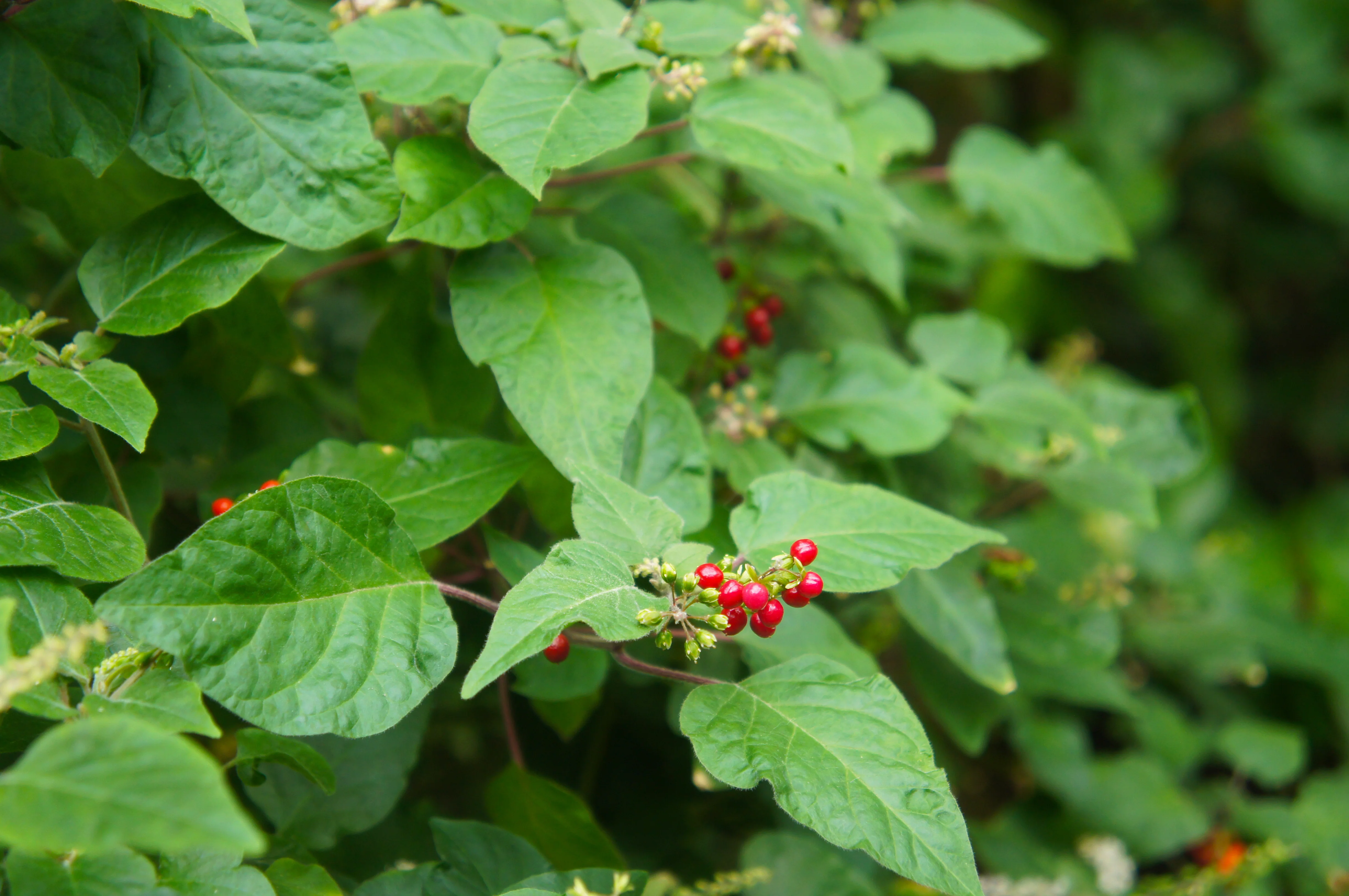 Pigeonberry - Image 3