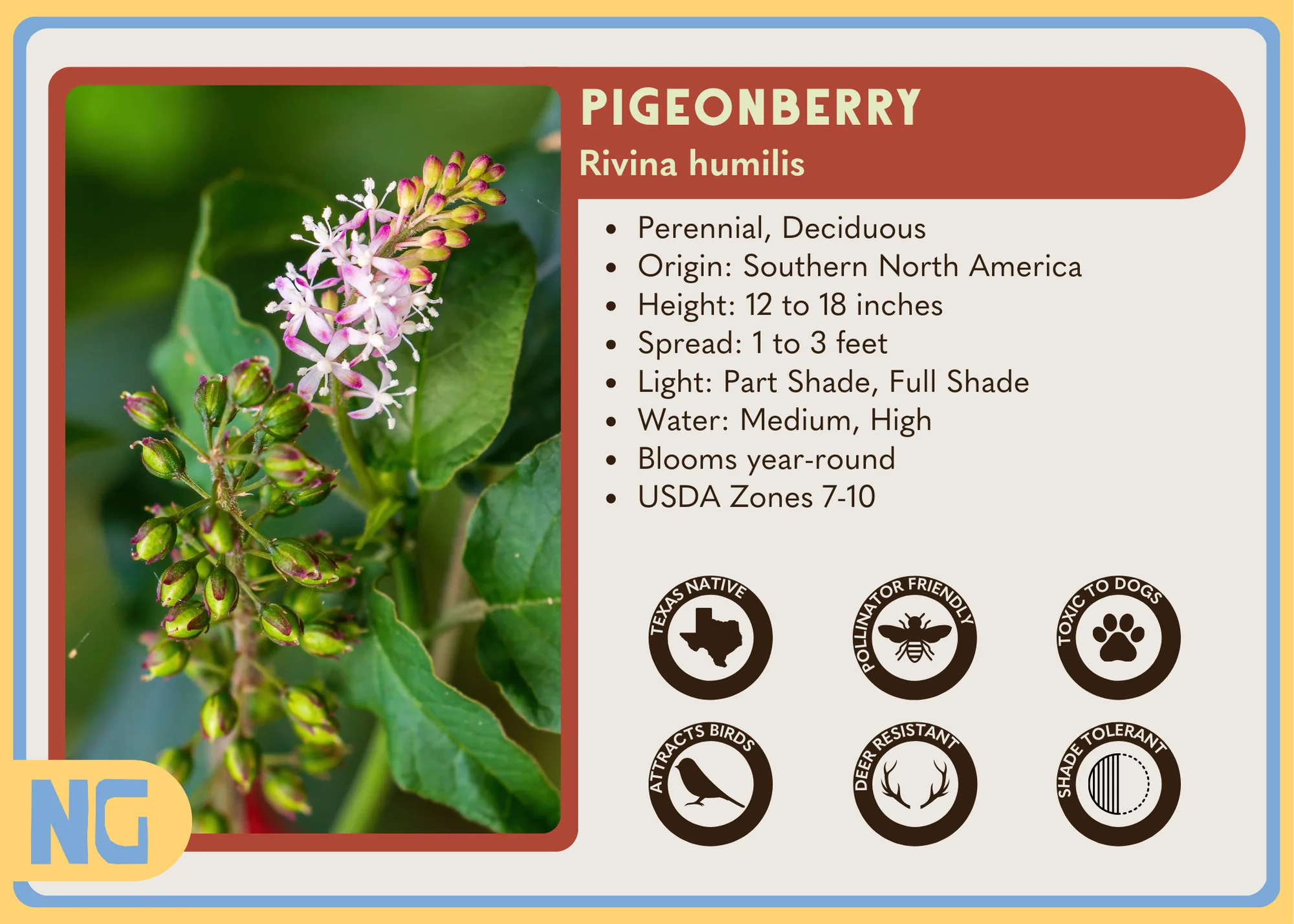 Pigeonberry - Image 4