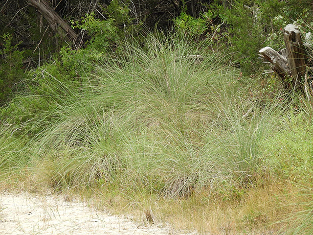 Pine Muhly - Image 2