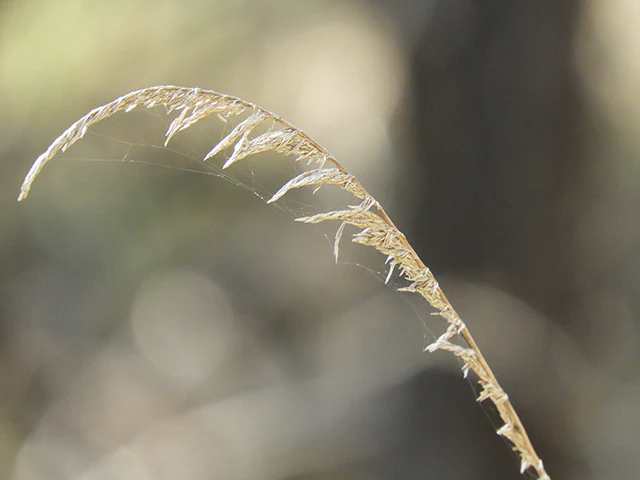 Pine Muhly - Image 3