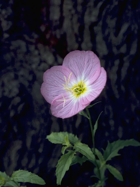 Pink Evening Primrose - Image 3