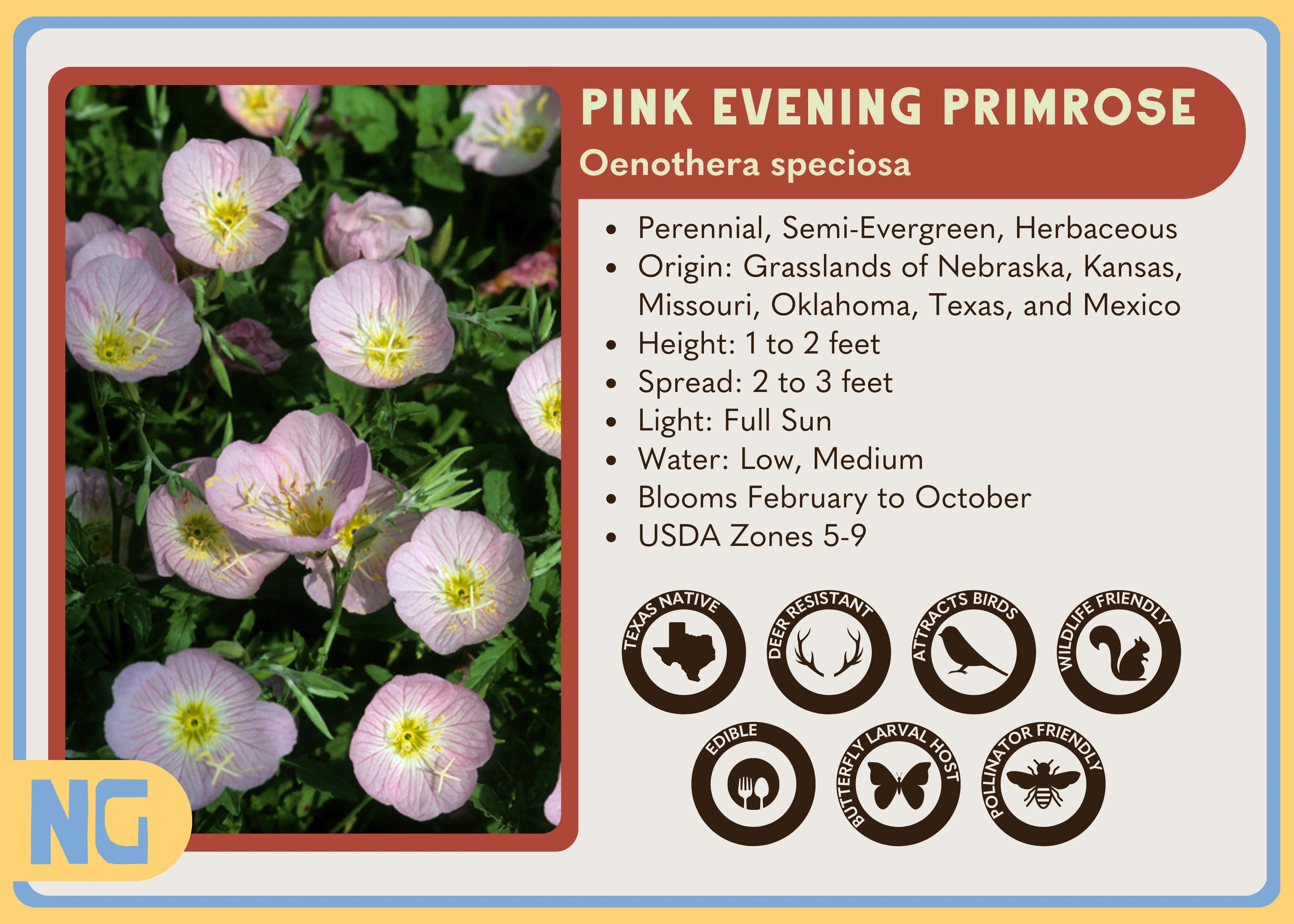 Pink Evening Primrose - Image 4