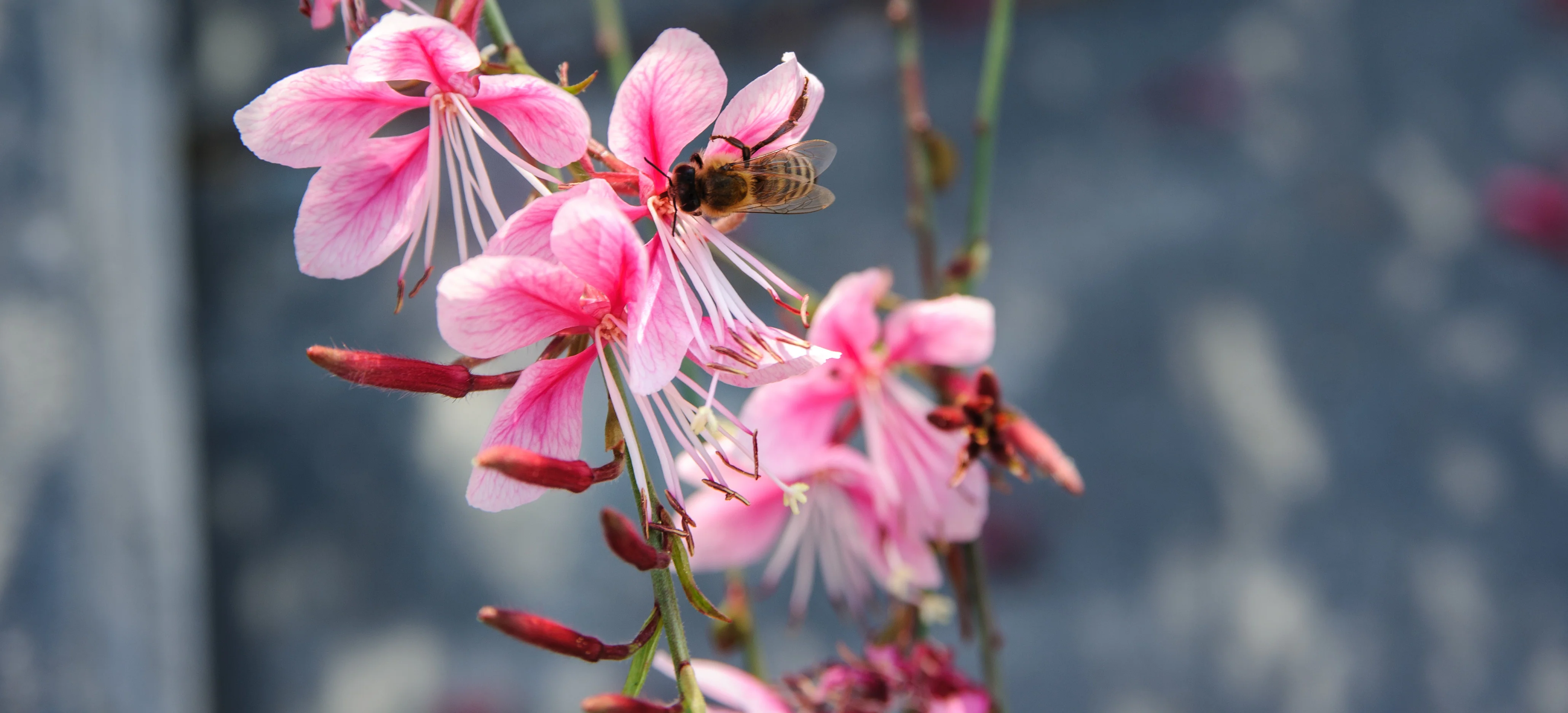Pink Gaura - Image 2