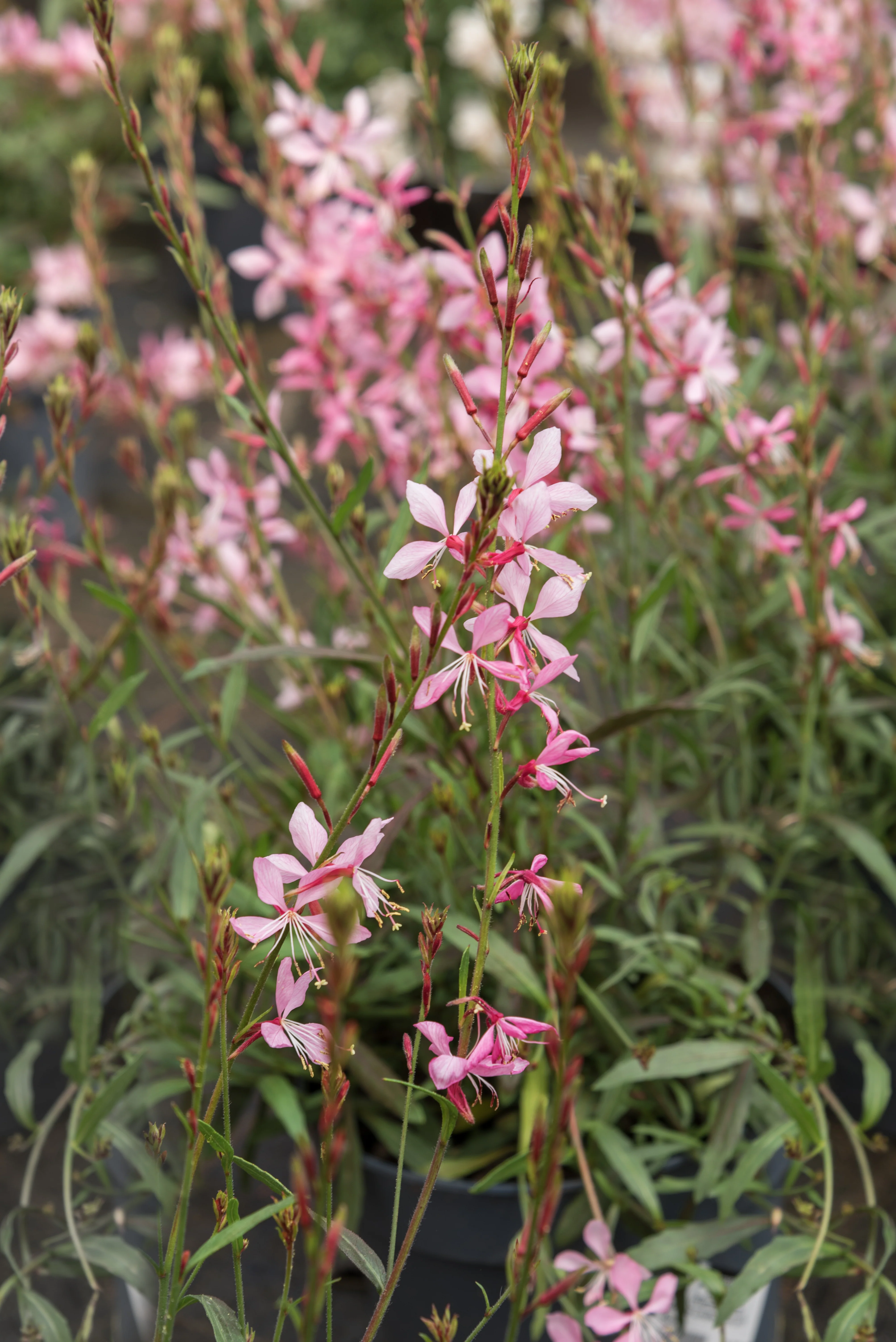 Pink Gaura - Image 3