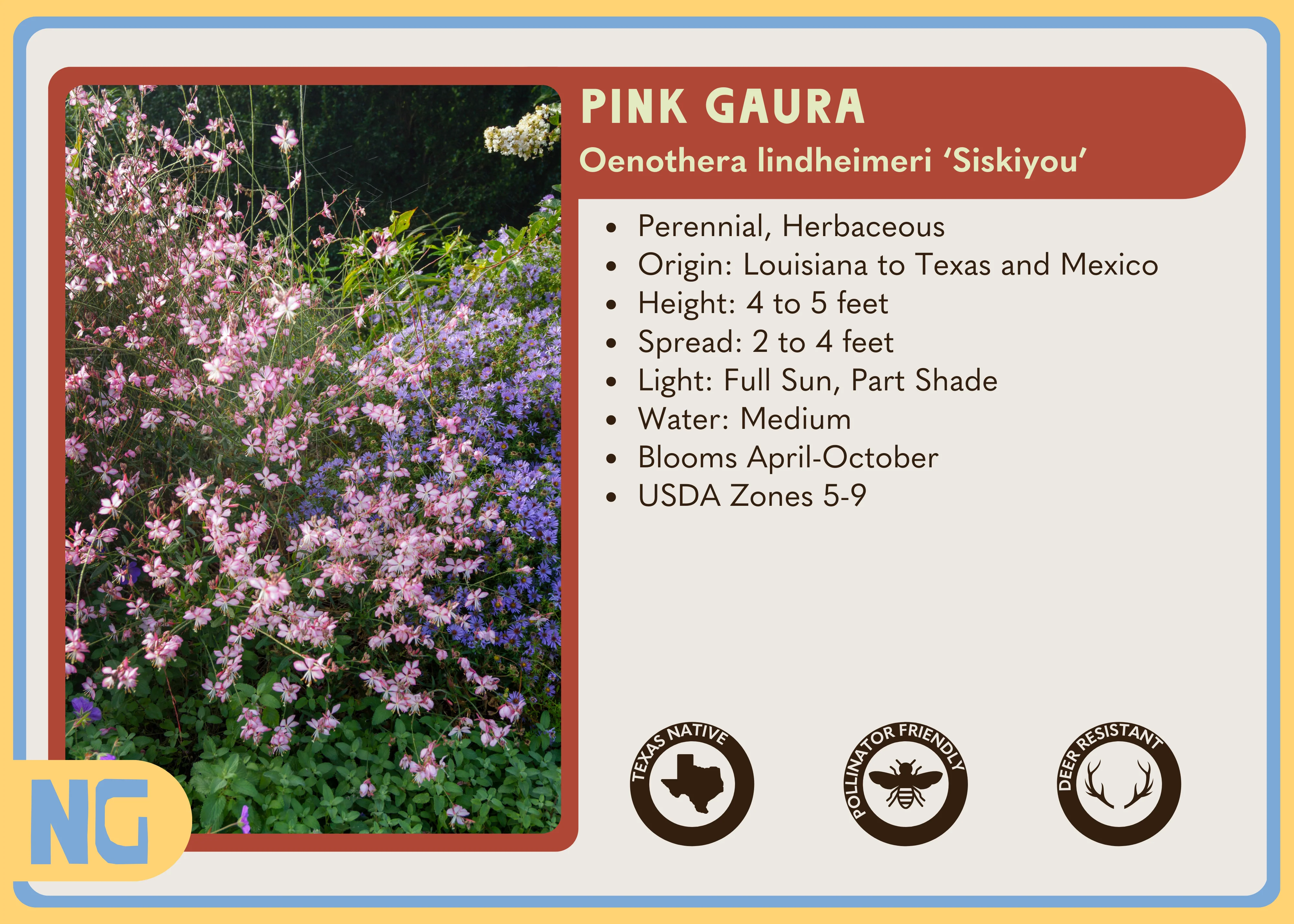 Pink Gaura - Image 5