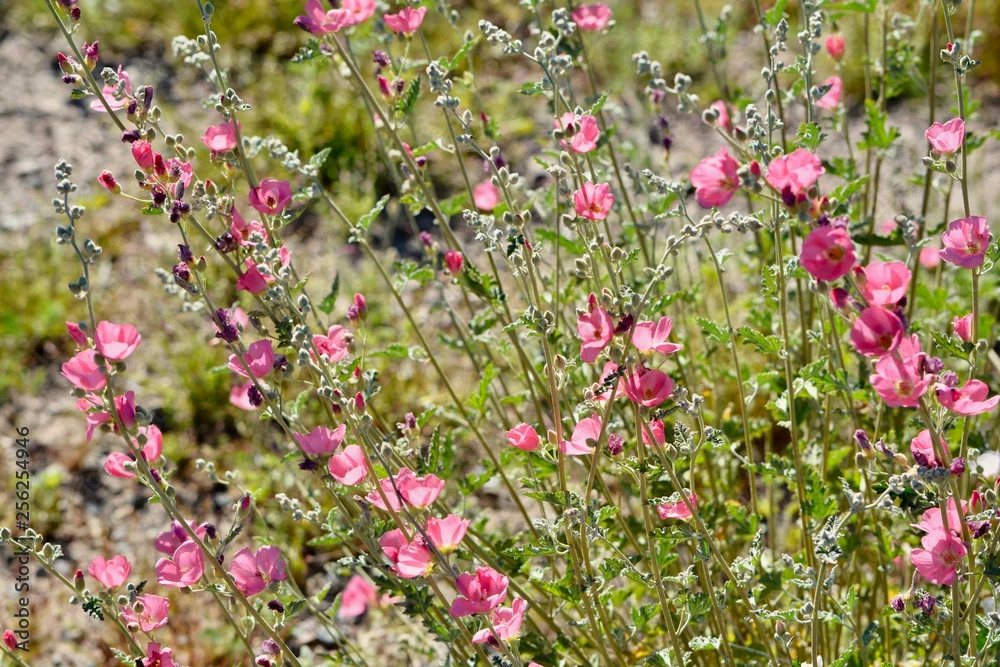 'Pink' Globe Mallow - Image 2