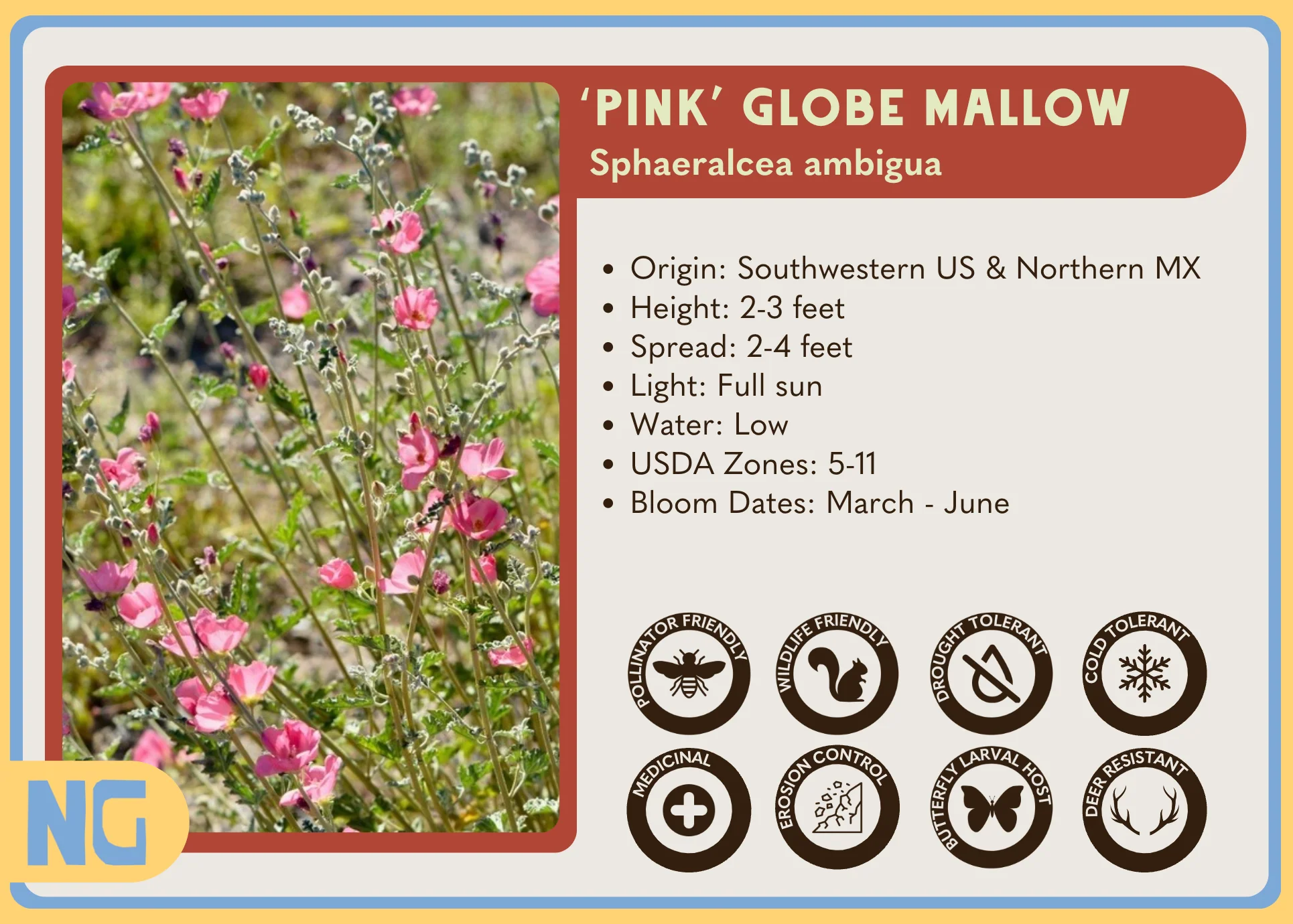 'Pink' Globe Mallow - Image 3