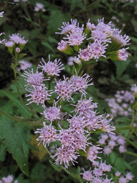 Pink Thoroughwort - Image 3