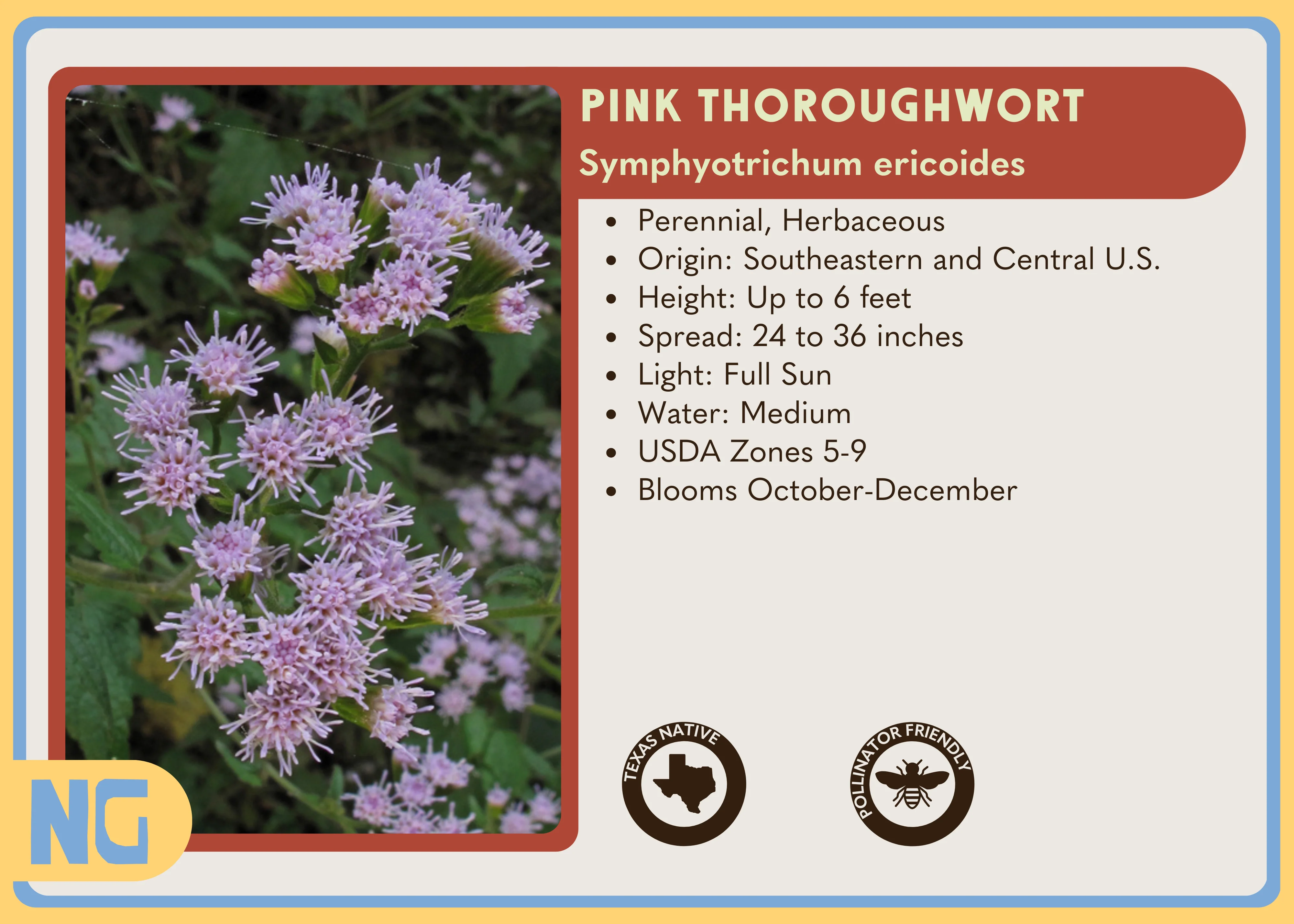 Pink Thoroughwort - Image 4