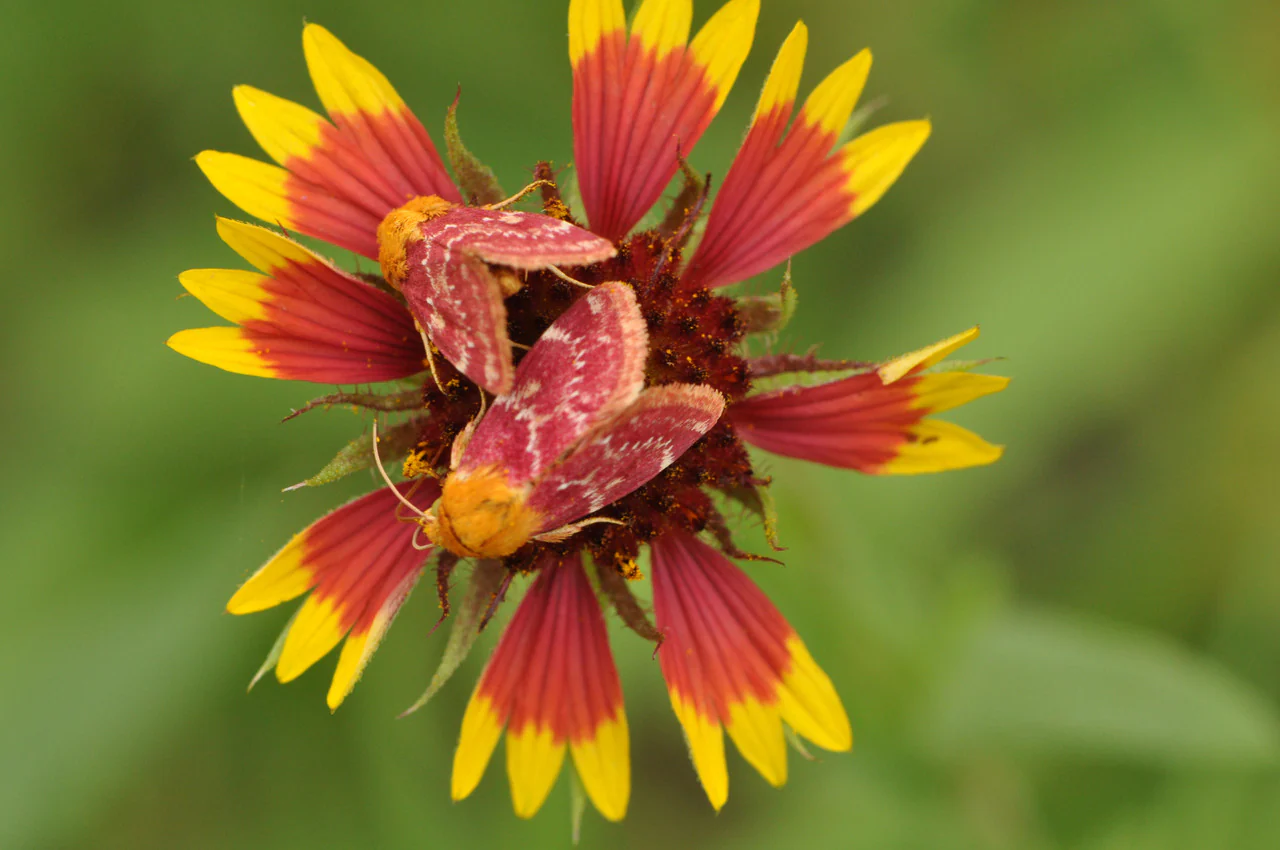 Pocket Prairie Mix - Image 4