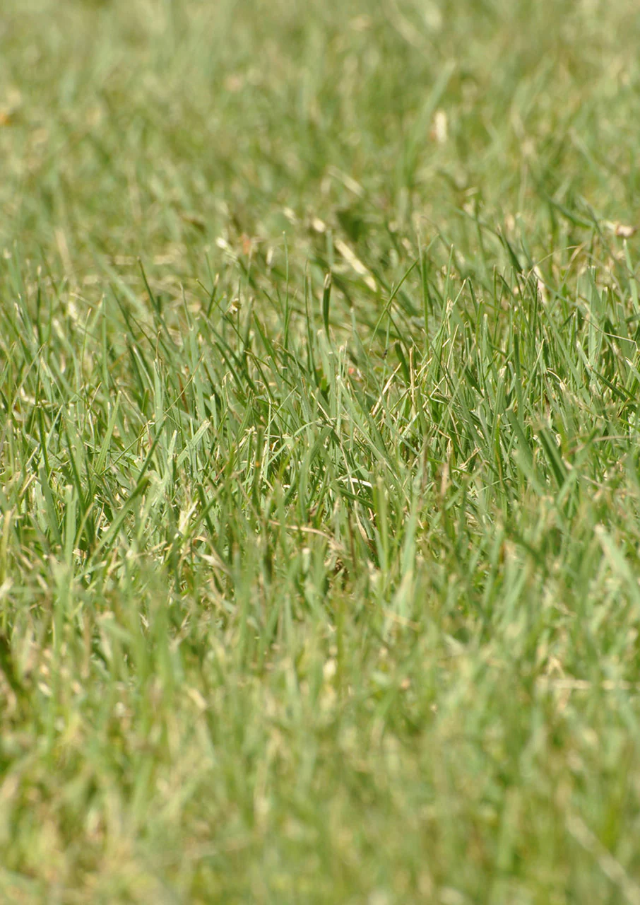 Thunder Turf - Image 6