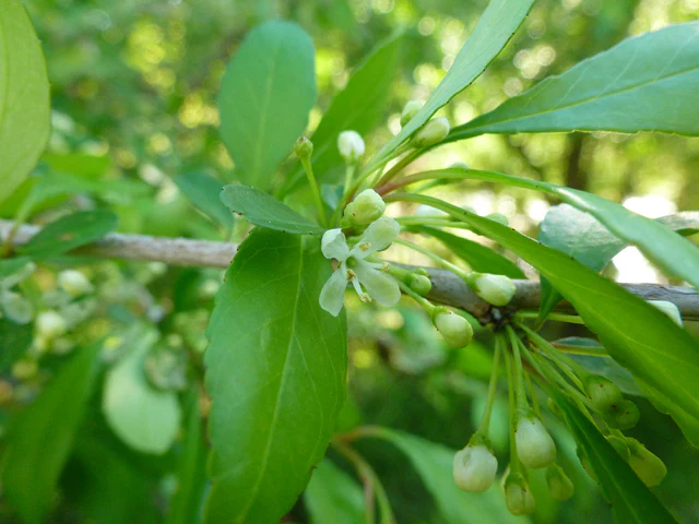 Possumhaw - Image 3