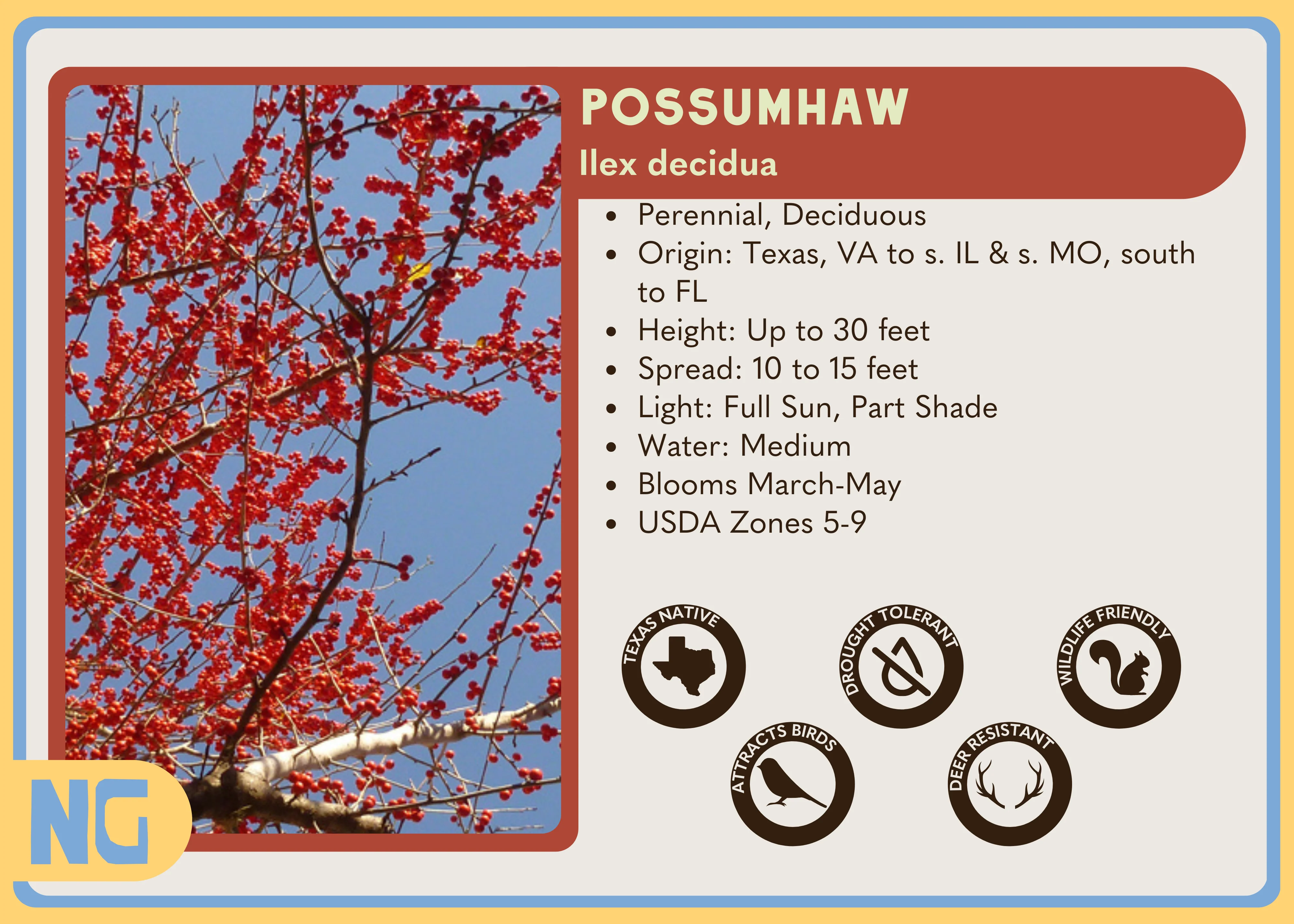 Possumhaw - Image 4