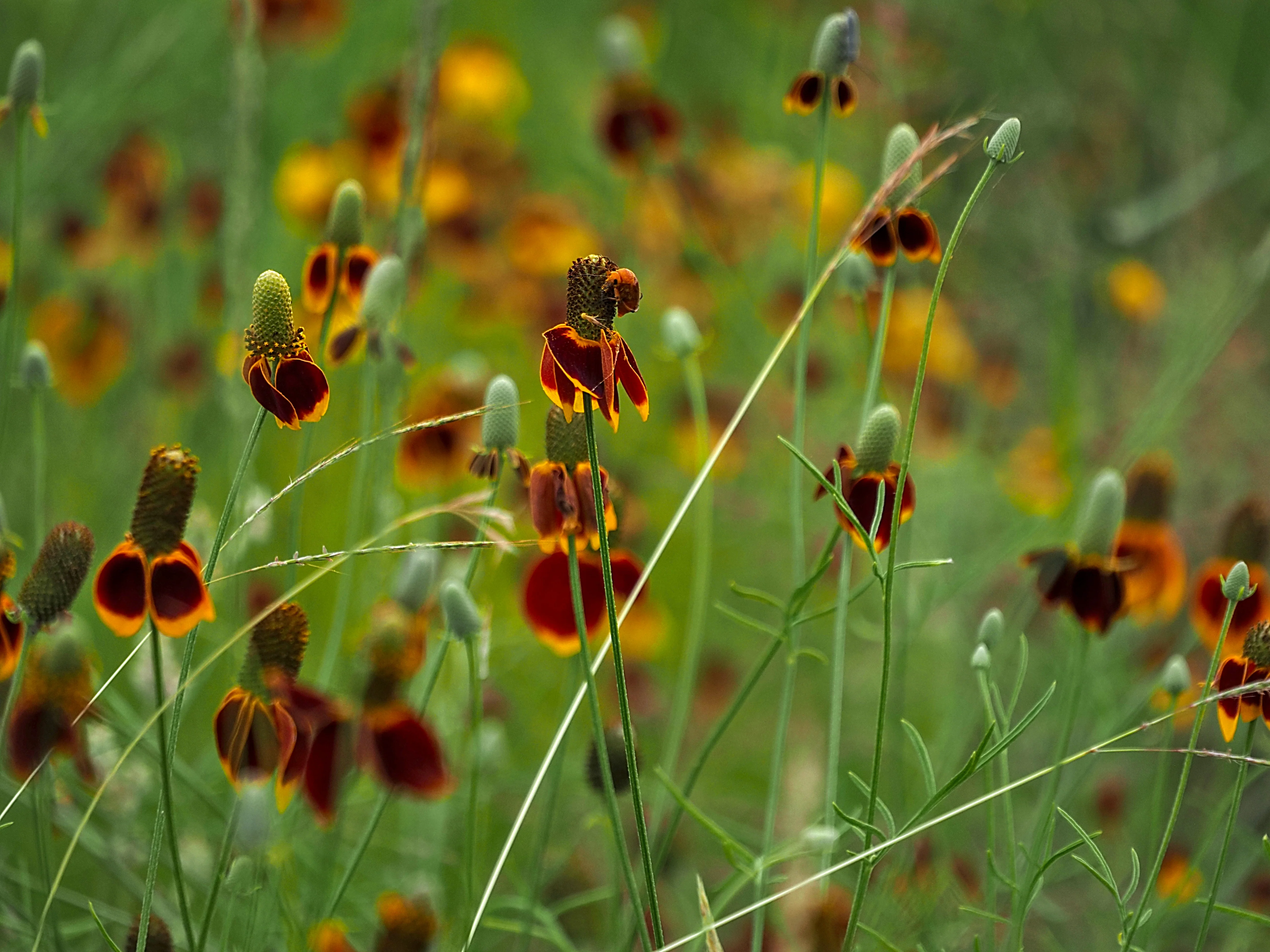 Prairie Coneflower - Image 2