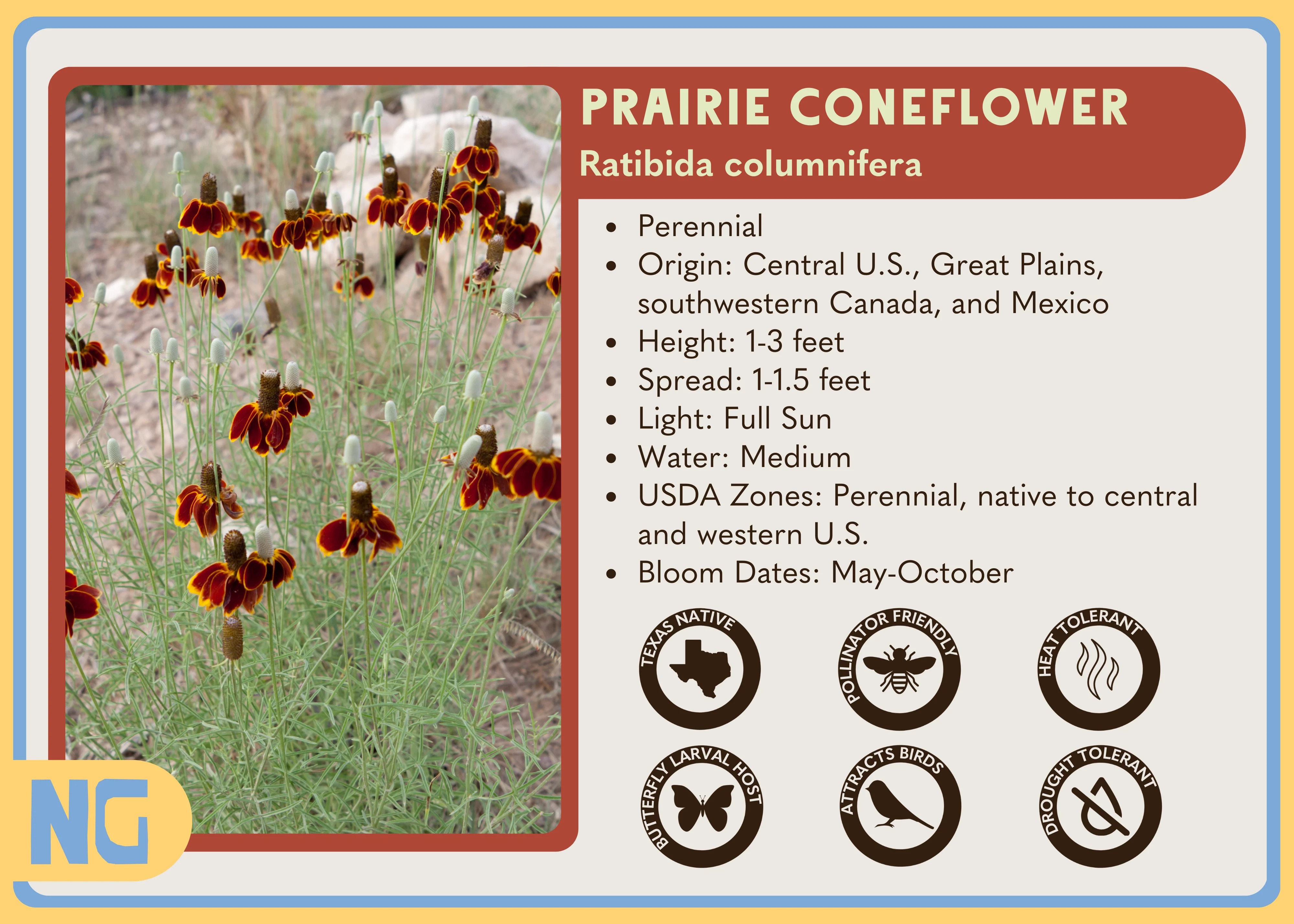 Prairie Coneflower - Image 3