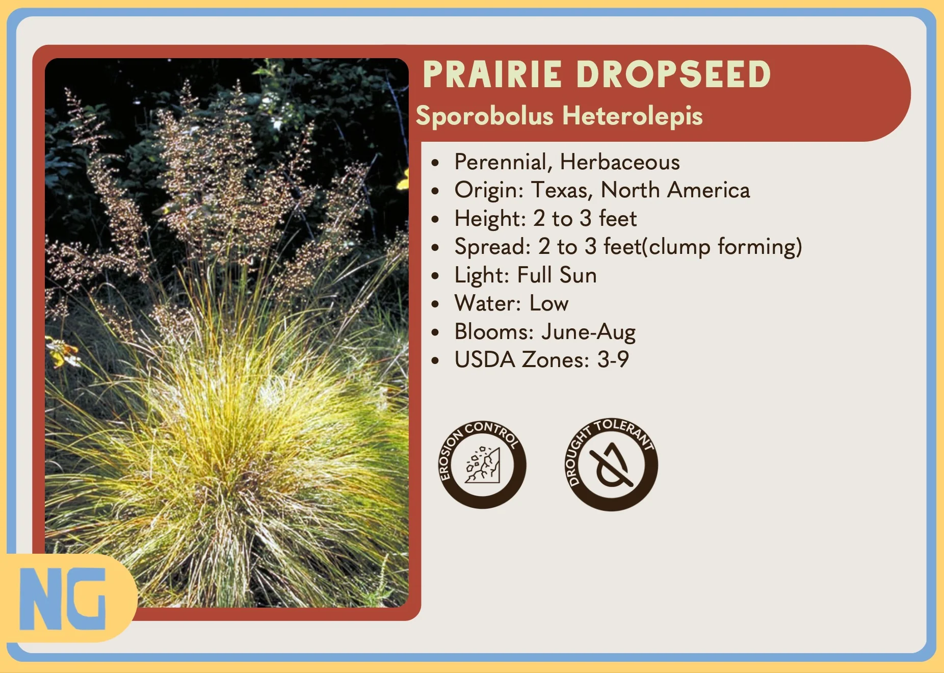 Prairie Dropseed - Image 2