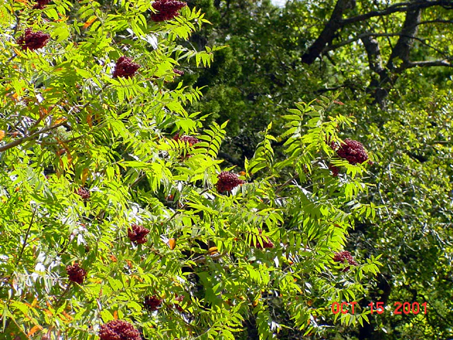 Prairie Flameleaf Sumac - Image 3