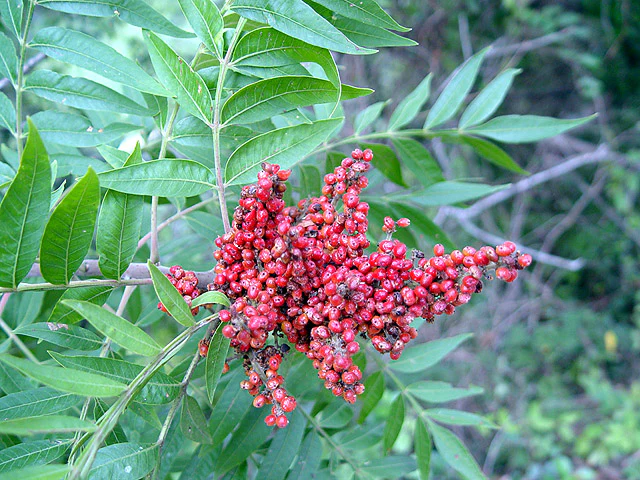 Prairie Flameleaf Sumac - Image 4