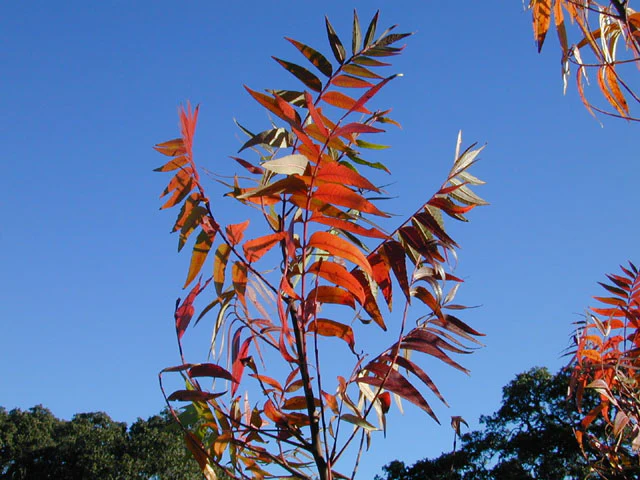 Prairie Flameleaf Sumac - Image 5