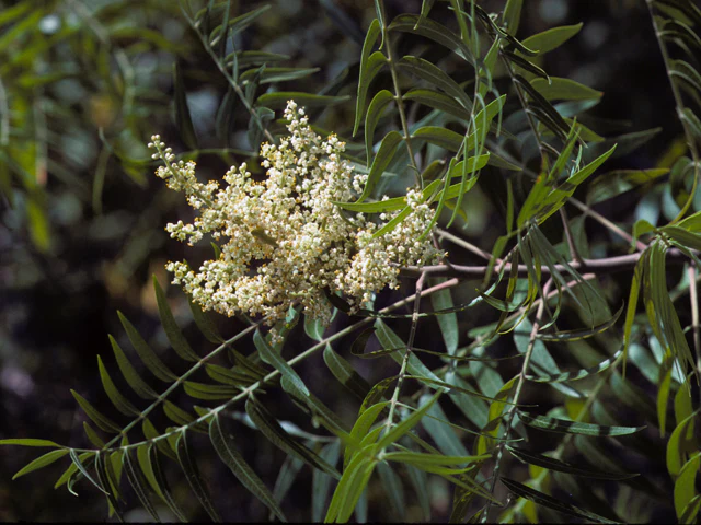 Prairie Flameleaf Sumac - Image 6