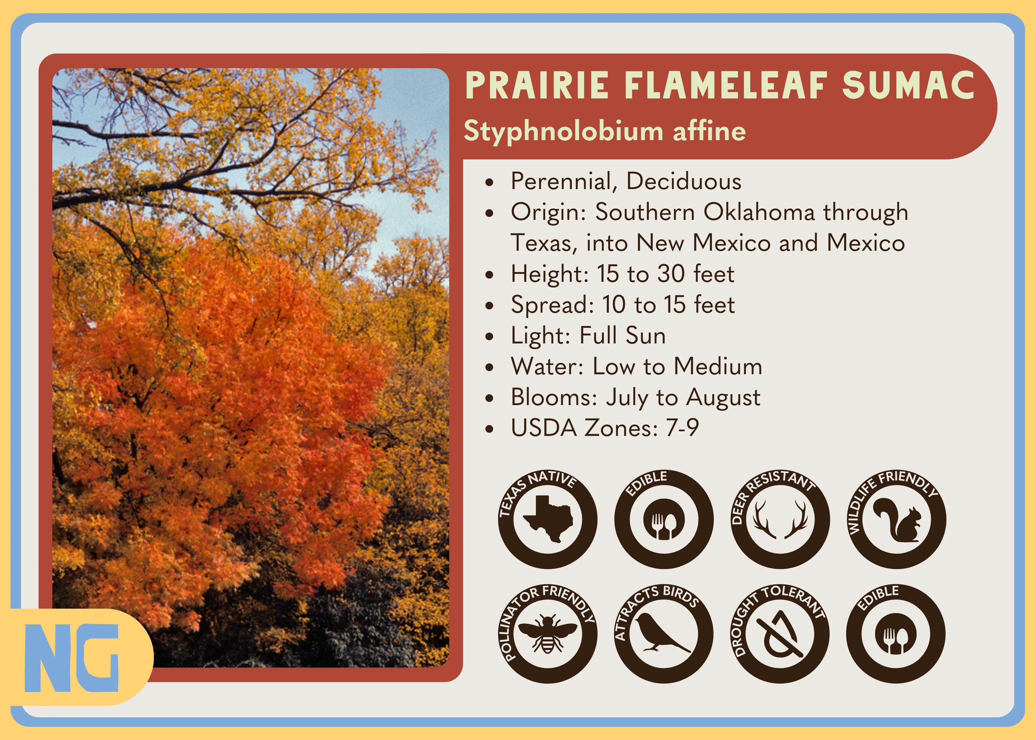 Prairie Flameleaf Sumac - Image 7