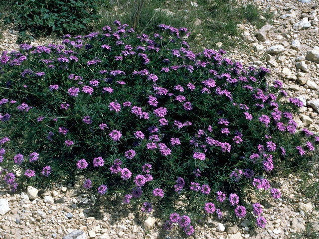 Prairie Verbena - Image 2