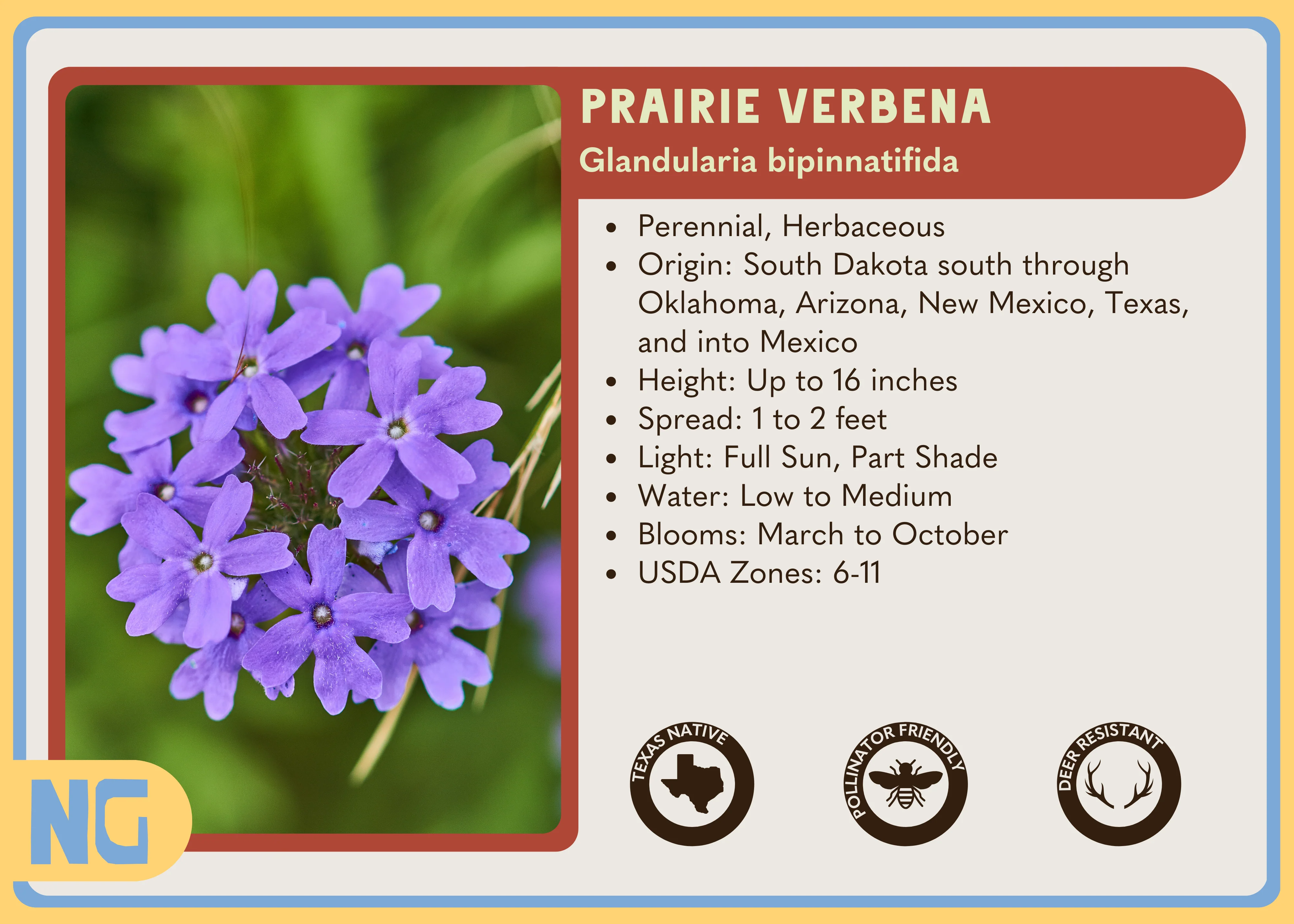 Prairie Verbena - Image 3