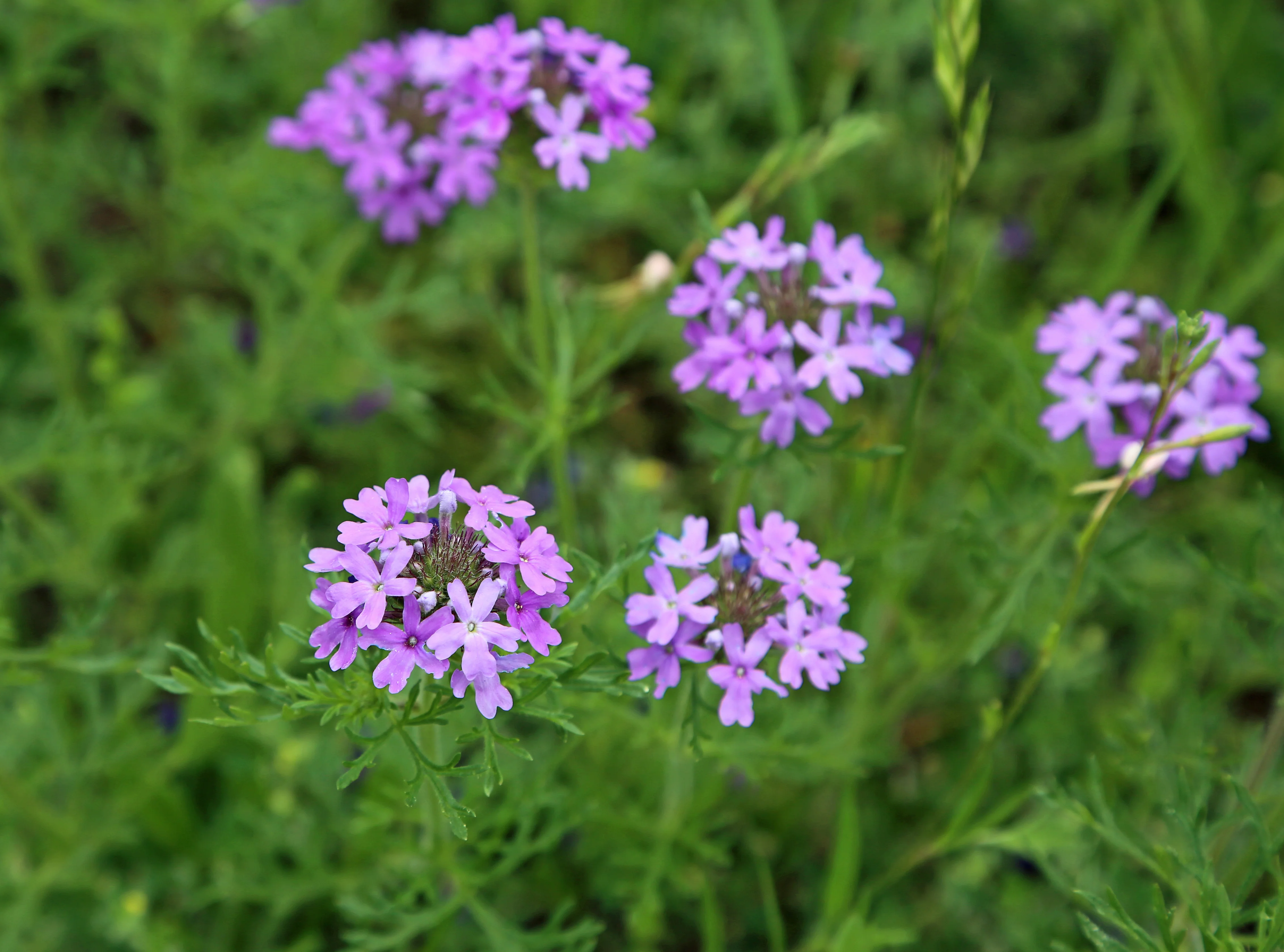 Rose Vervain - Image 2