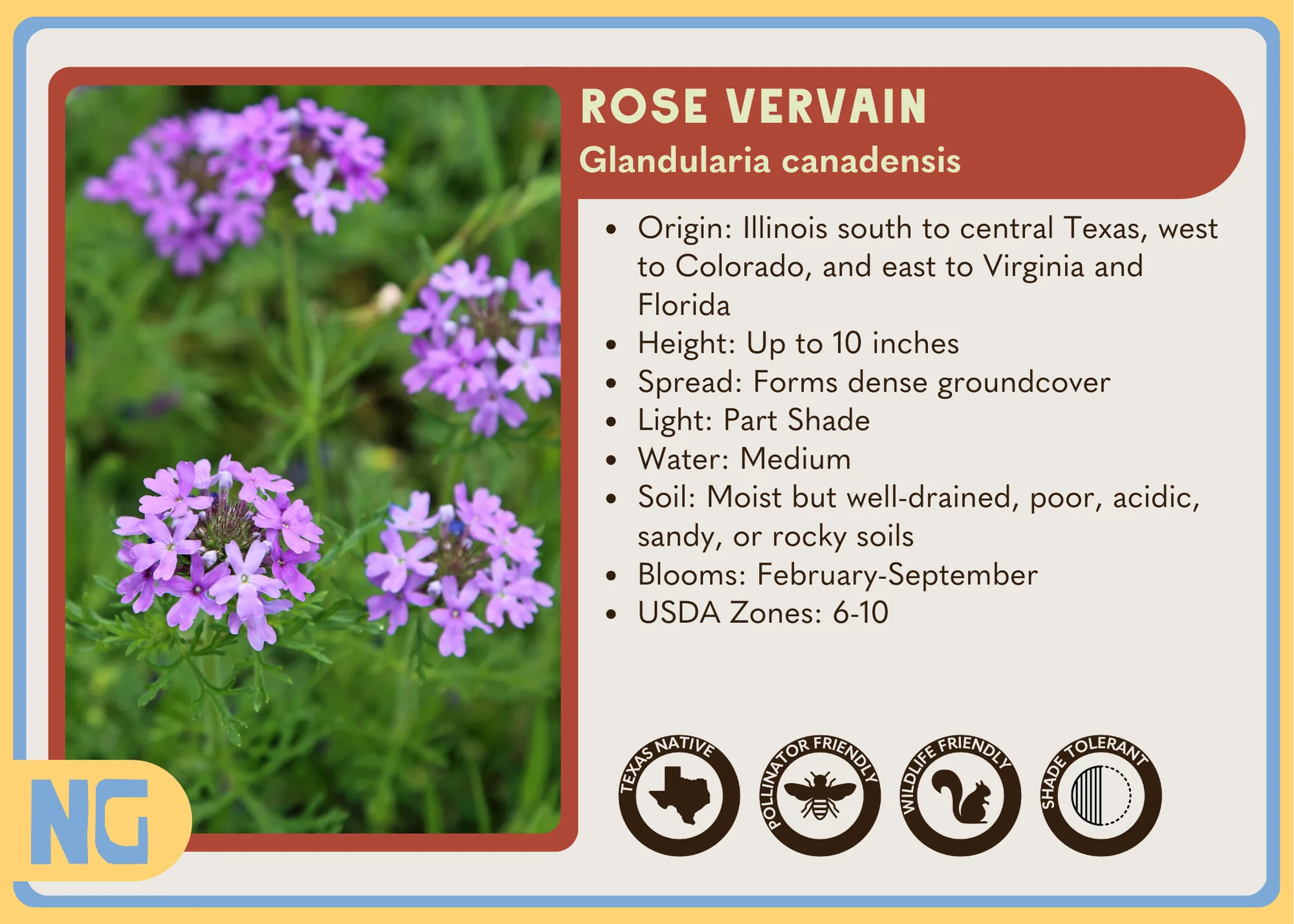 Rose Vervain - Image 3