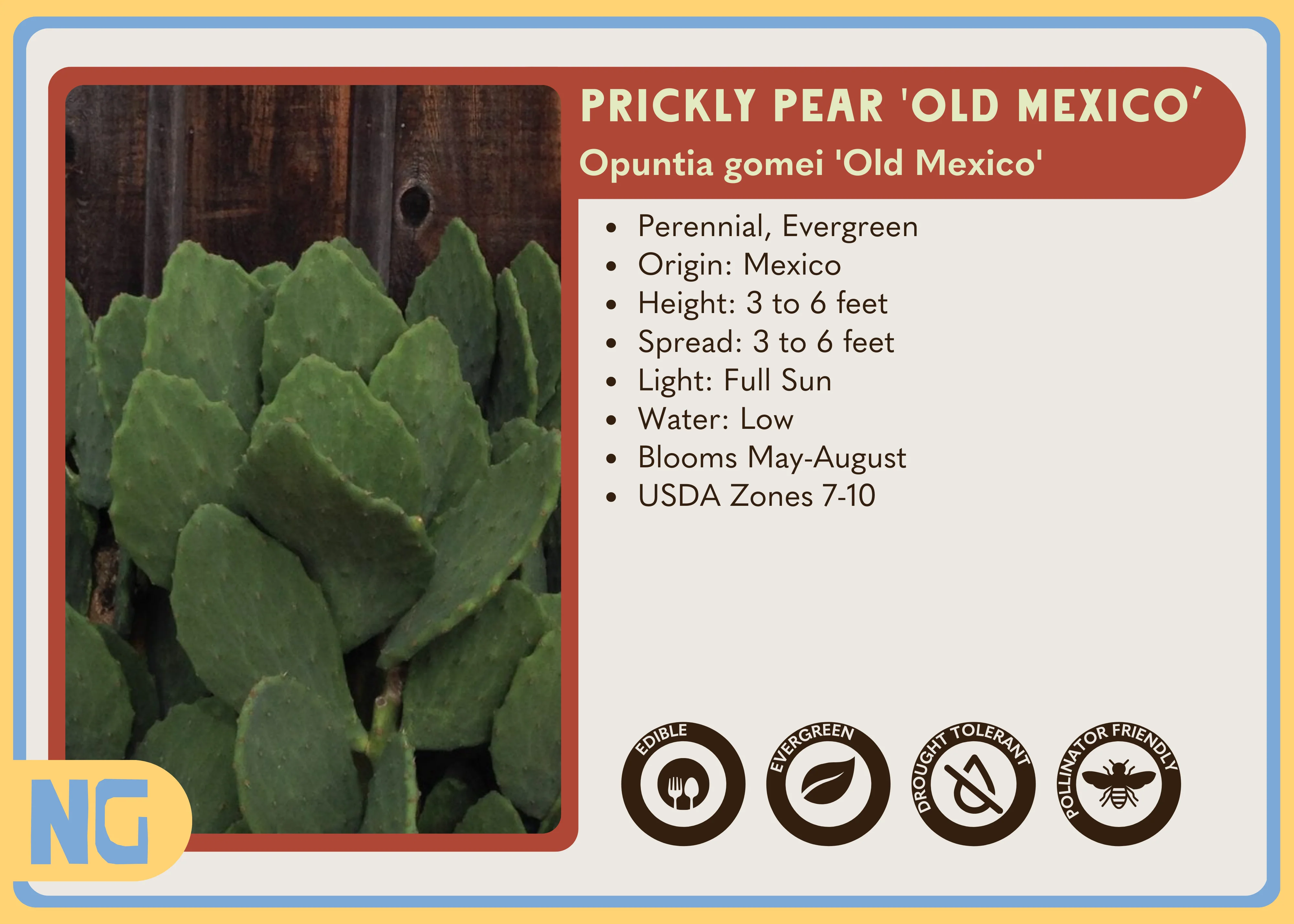 Prickly Pear 'Old Mexico' - Image 3
