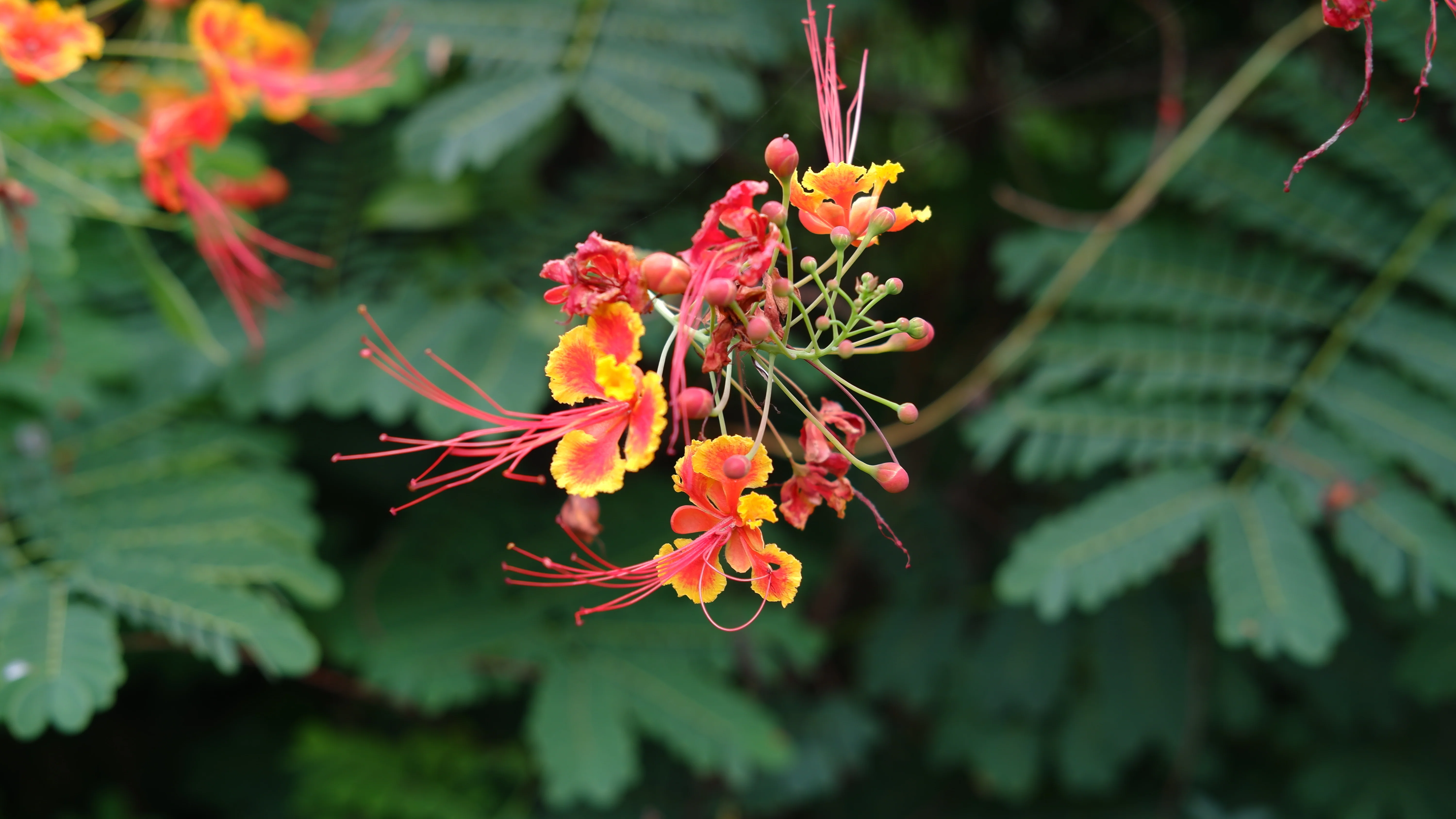 Pride of Barbados - Image 2