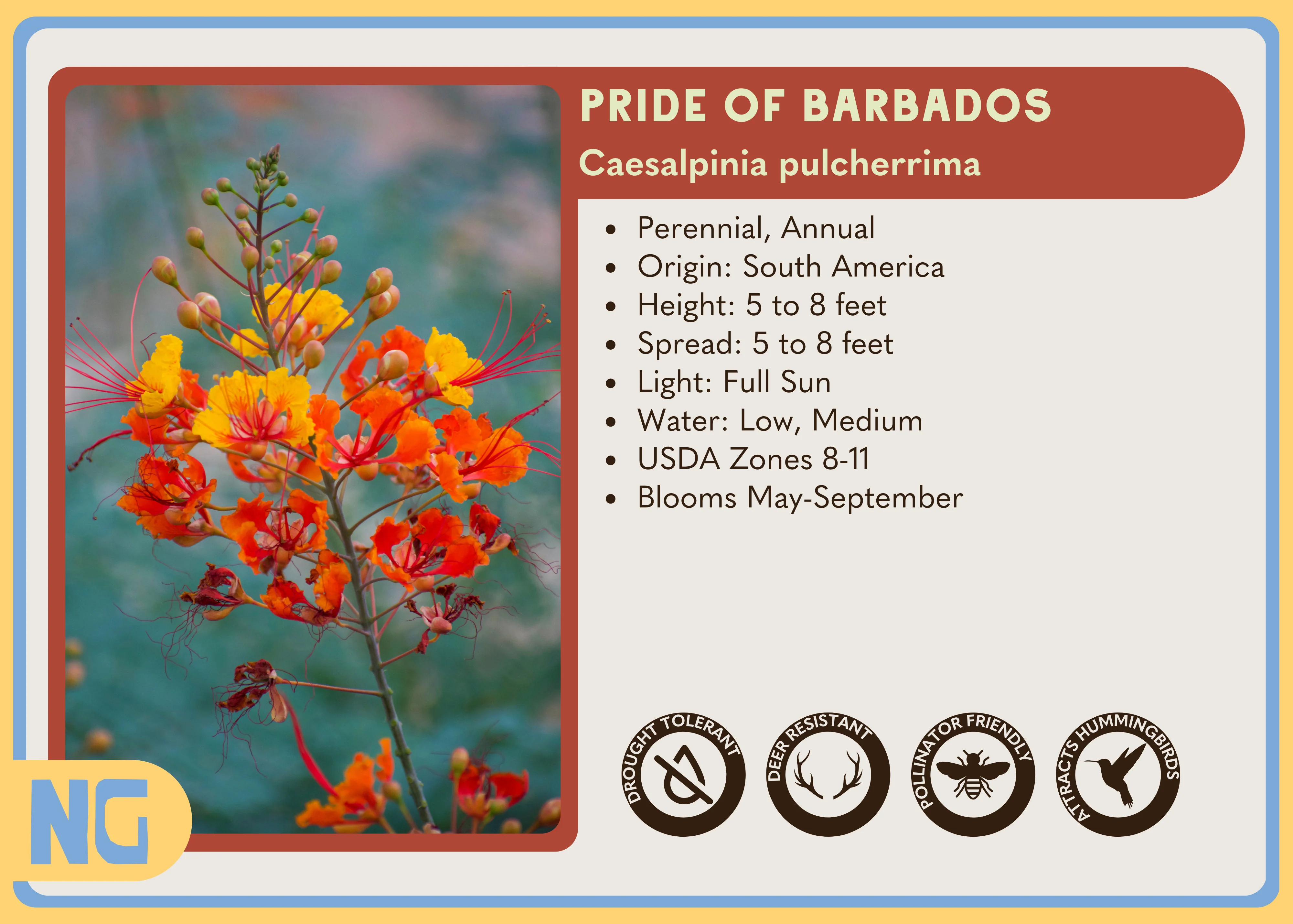 Pride of Barbados - Image 3