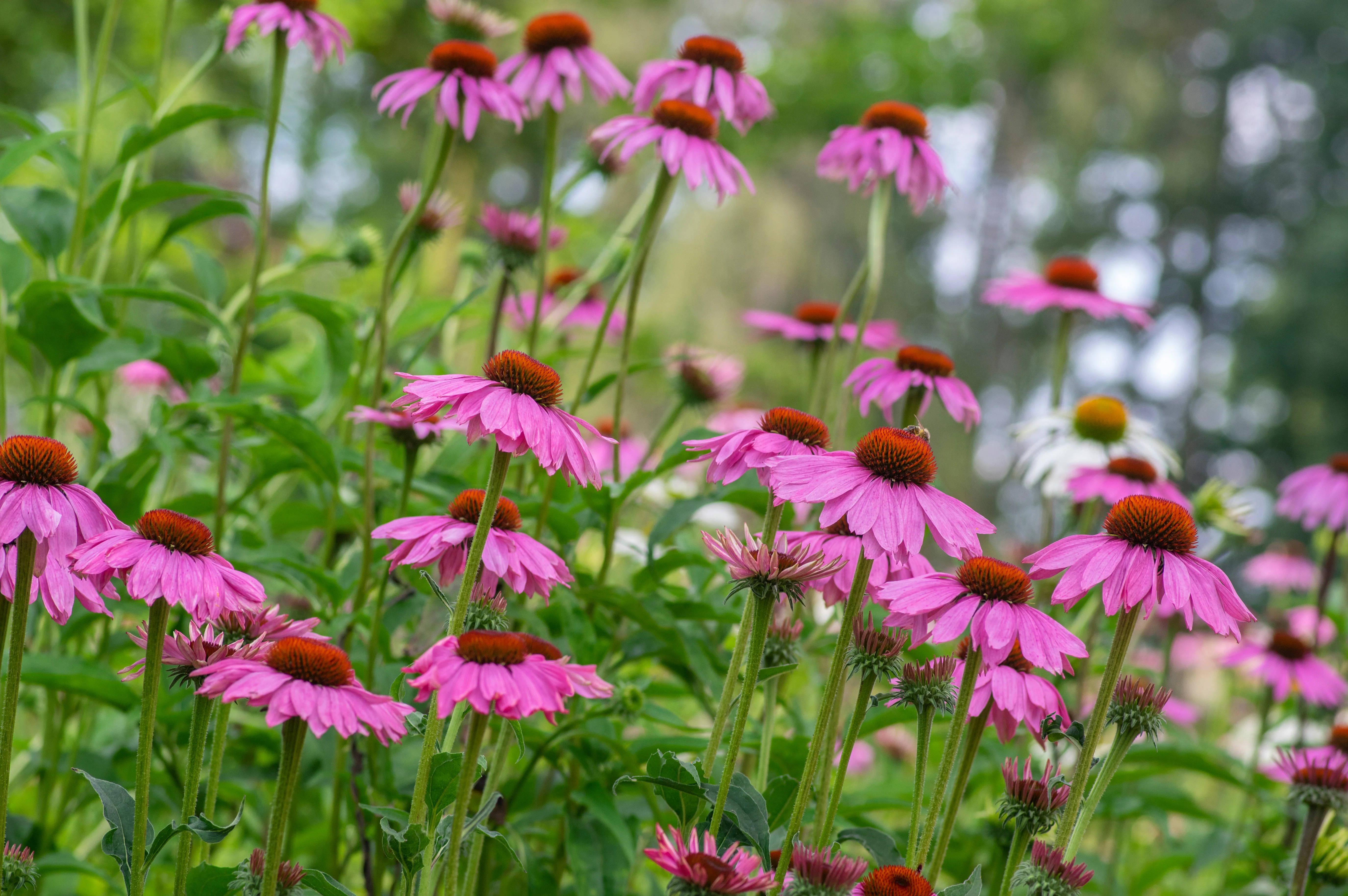 Purple Coneflower - Image 3