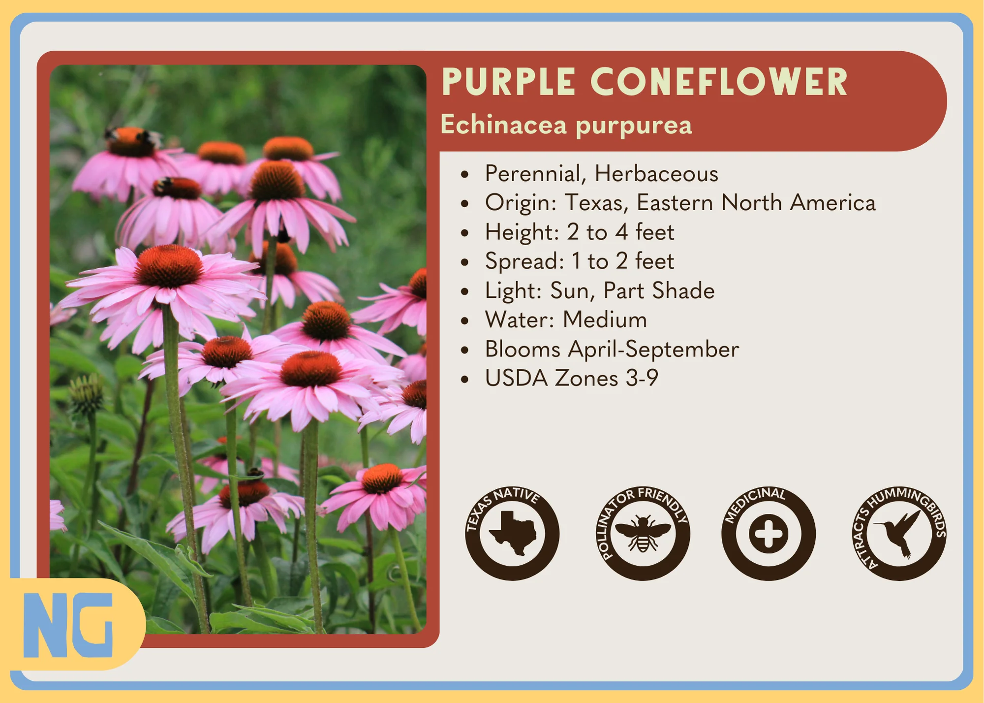 Purple Coneflower - Image 4