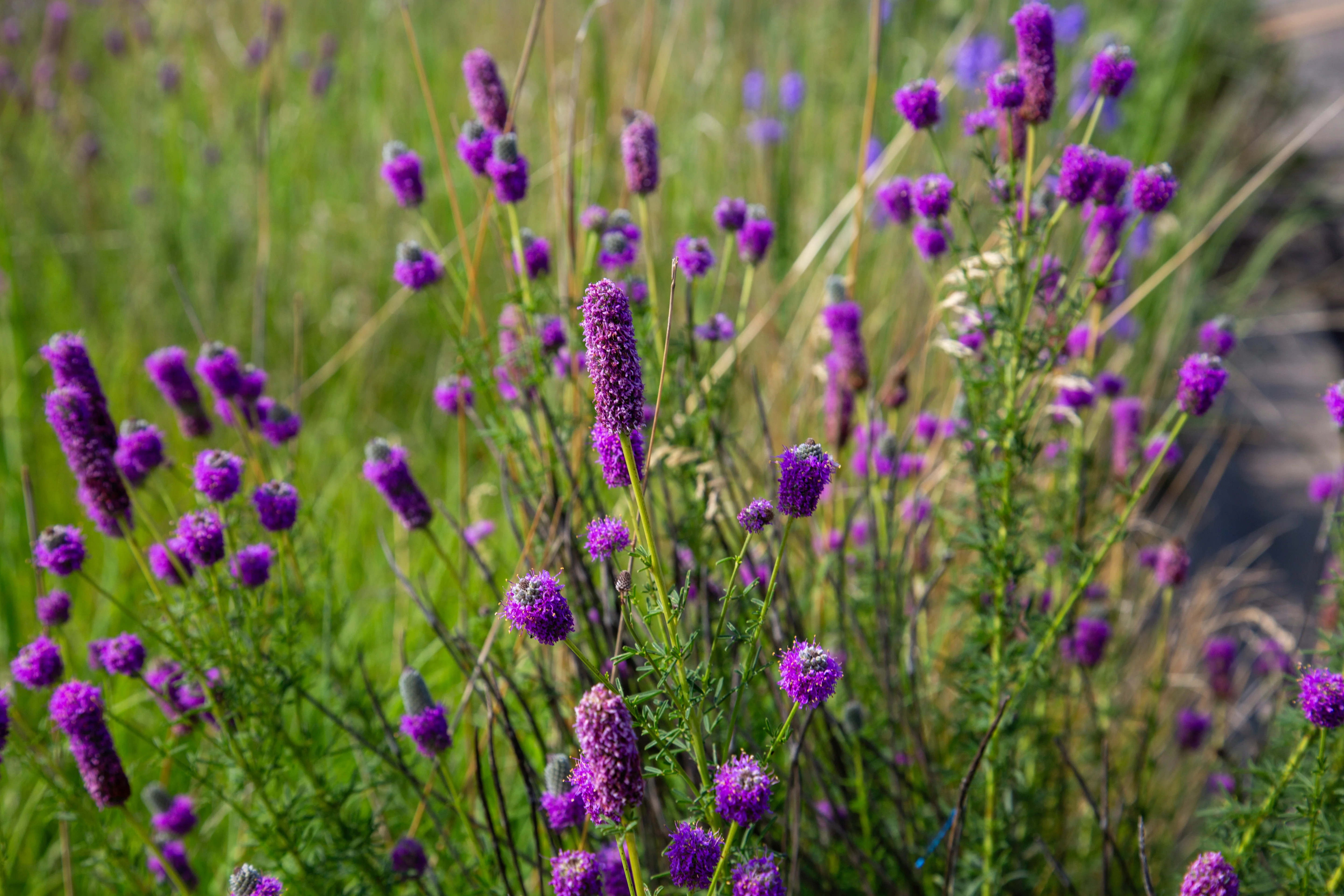 Purple Prairie Clover - Image 3