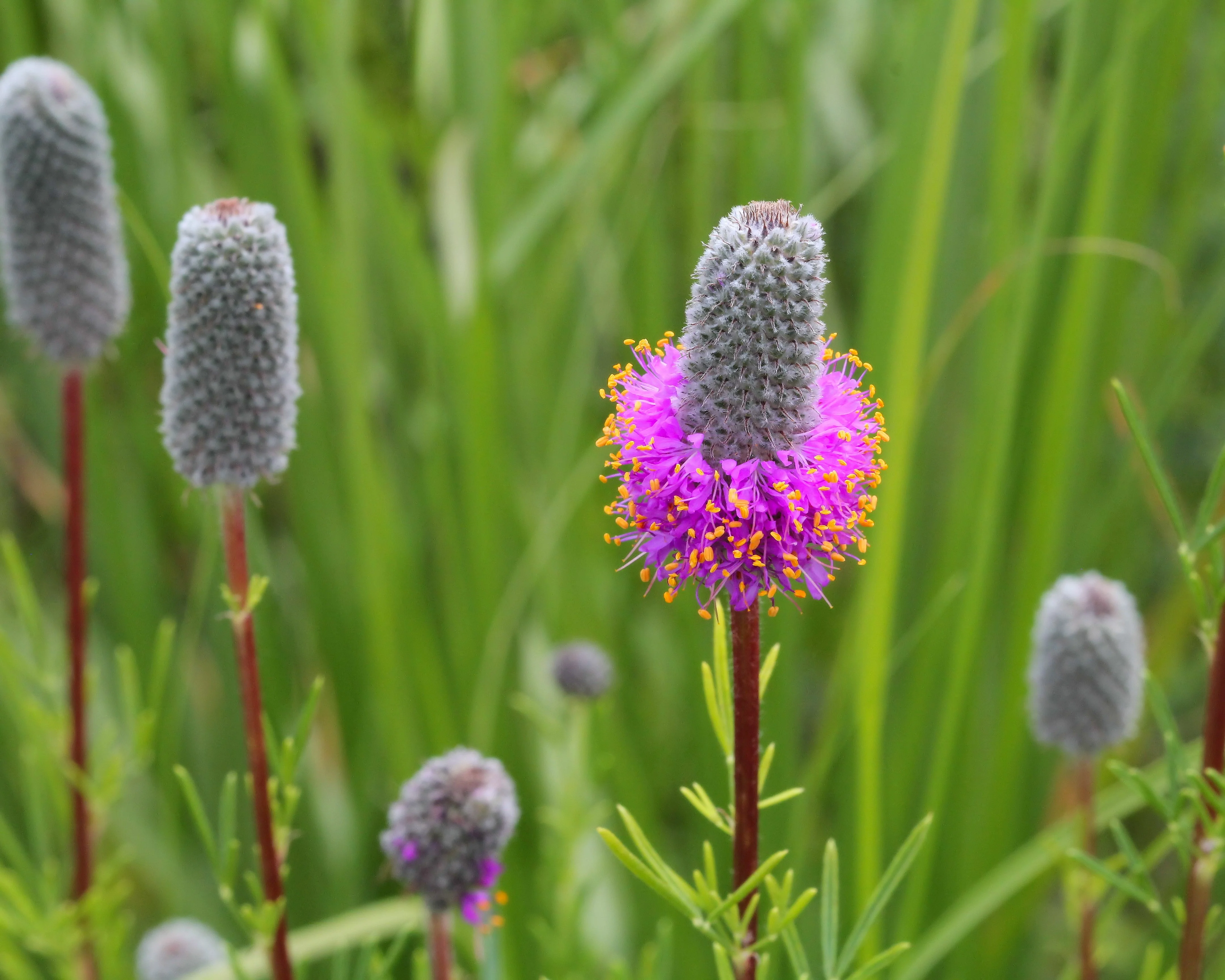 Purple Prairie Clover - Image 4