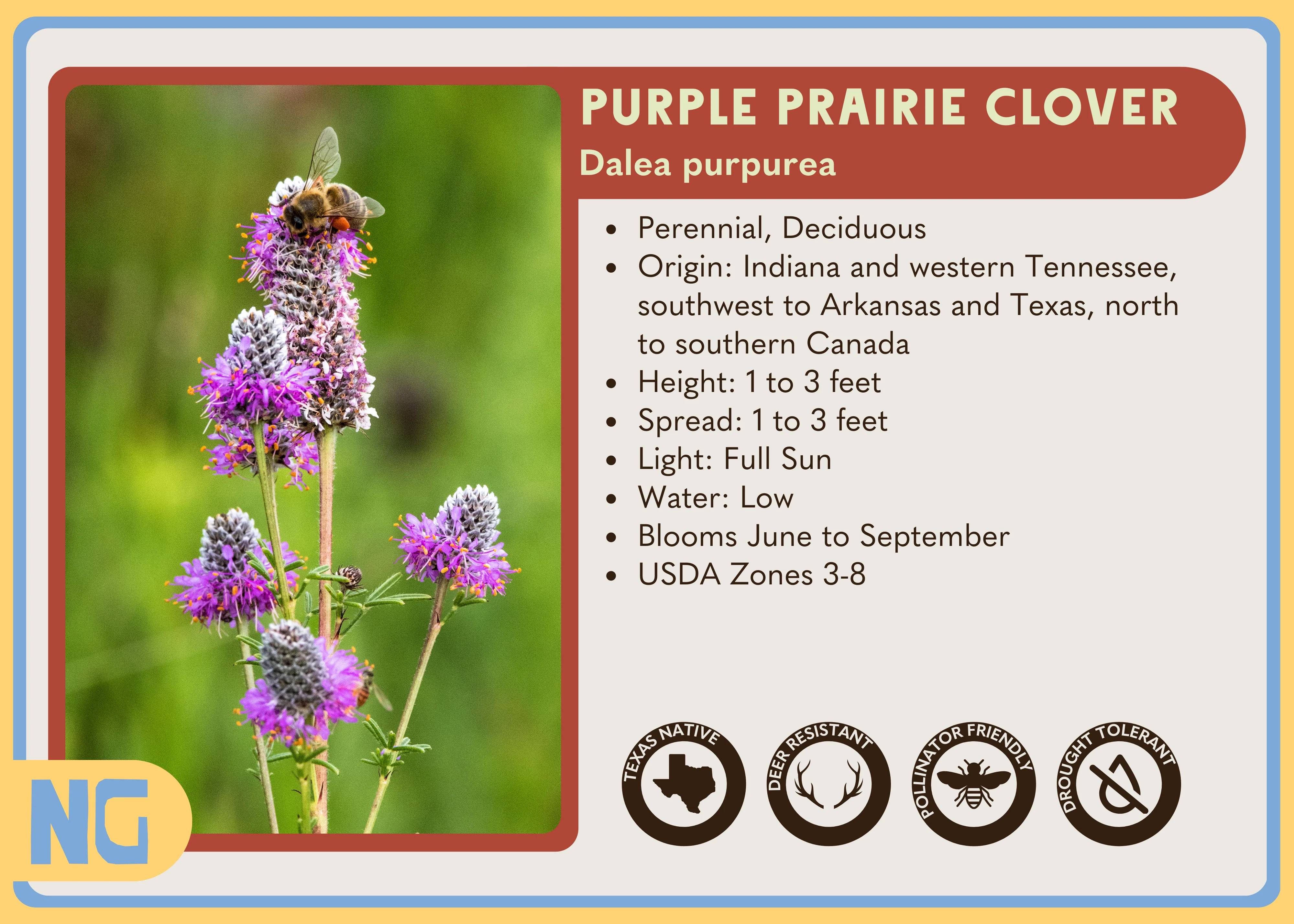 Purple Prairie Clover - Image 5