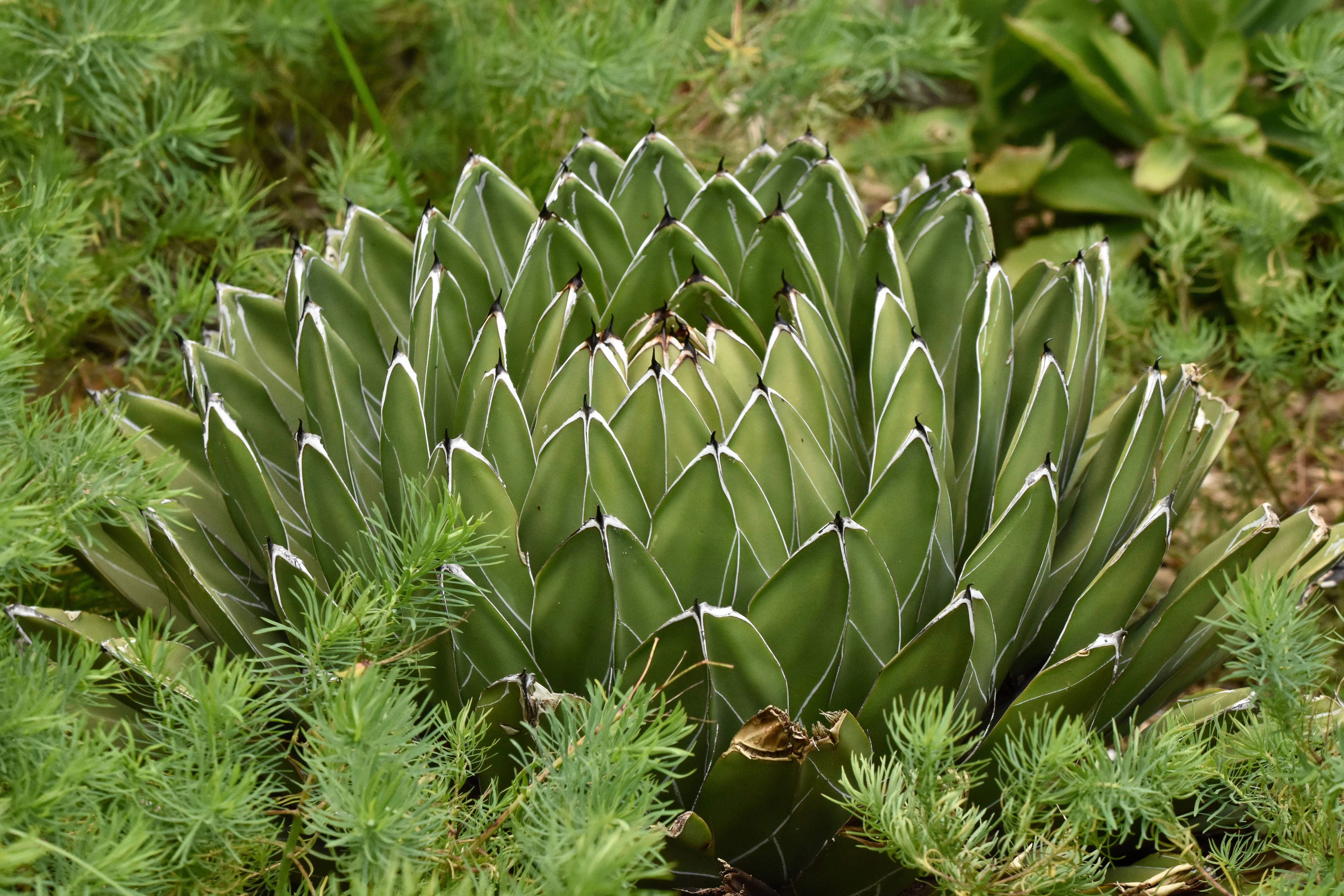 Queen Victoria Agave - Image 3
