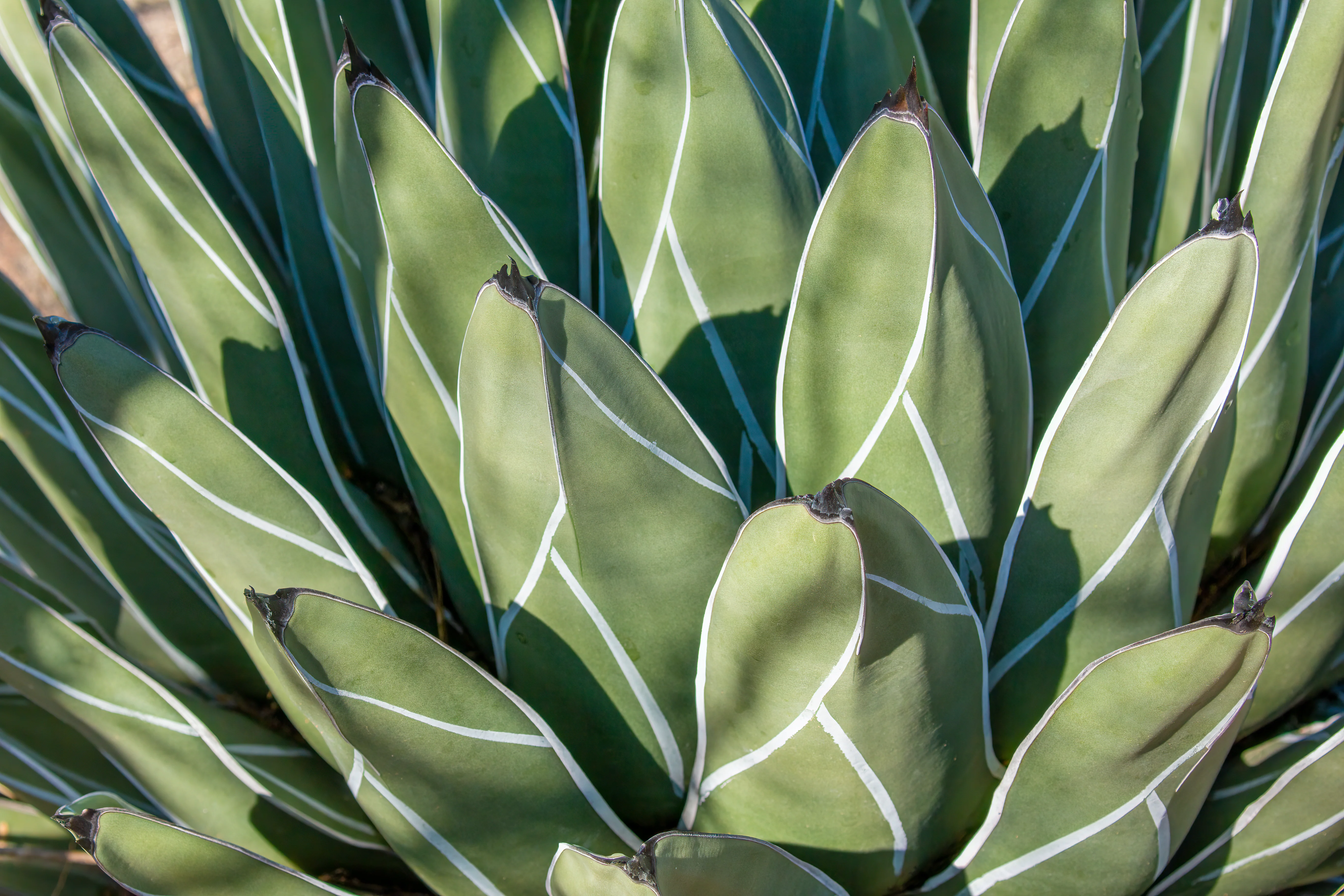 Queen Victoria Agave - Image 4
