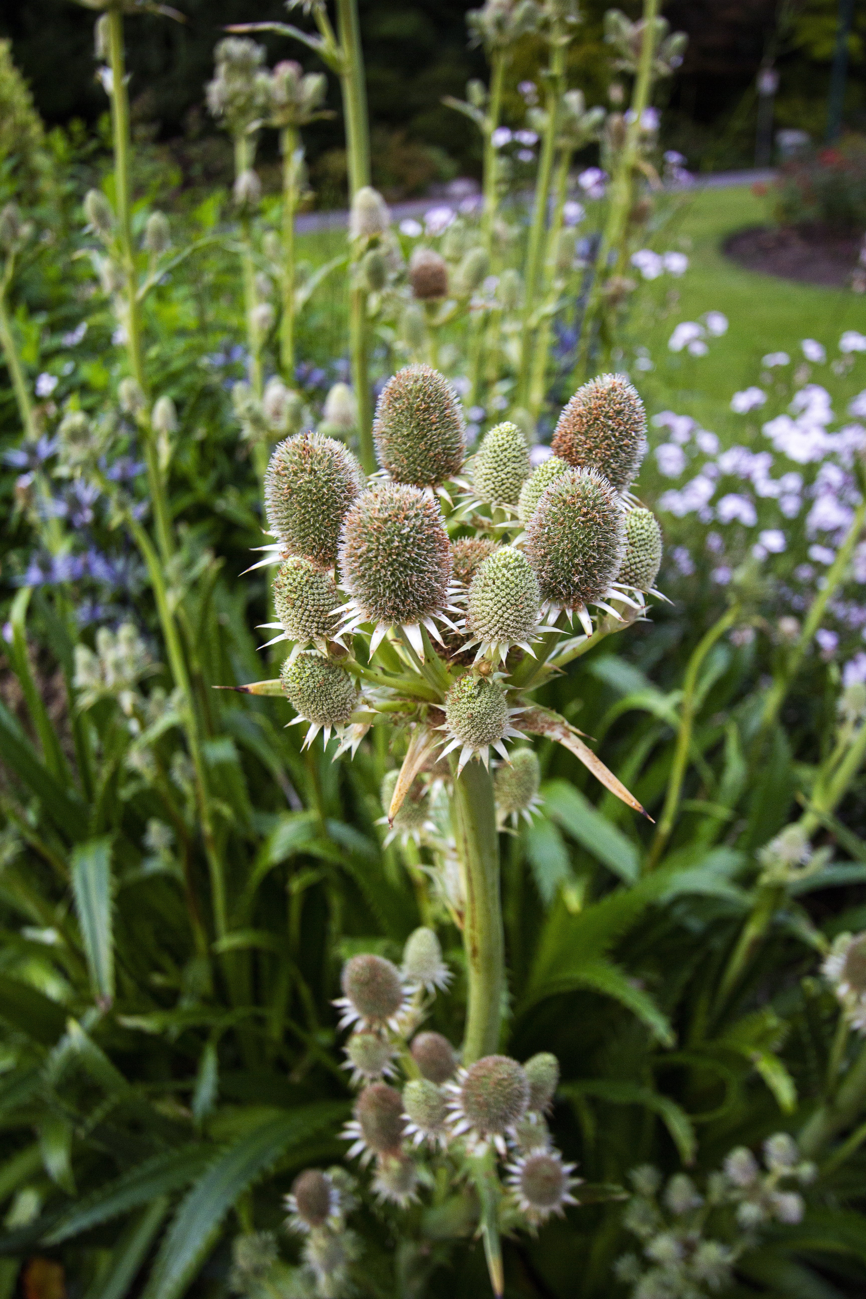 Rattlesnake Master - Image 2