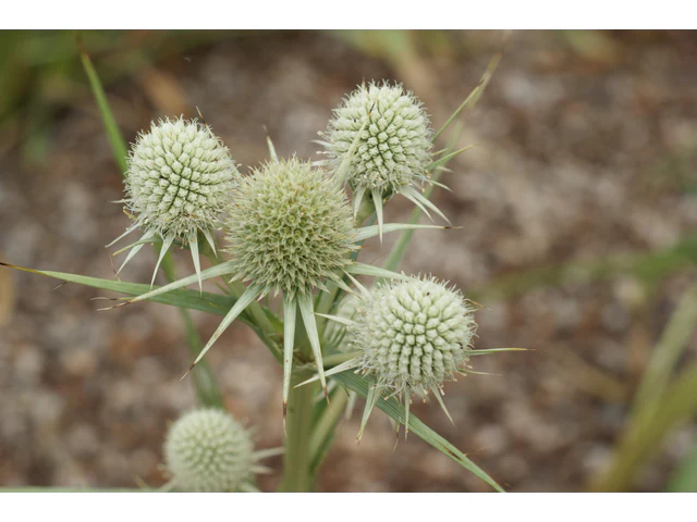 Rattlesnake Master - Image 3