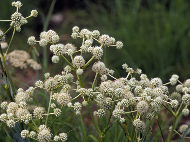 Rattlesnake Master - Image 4