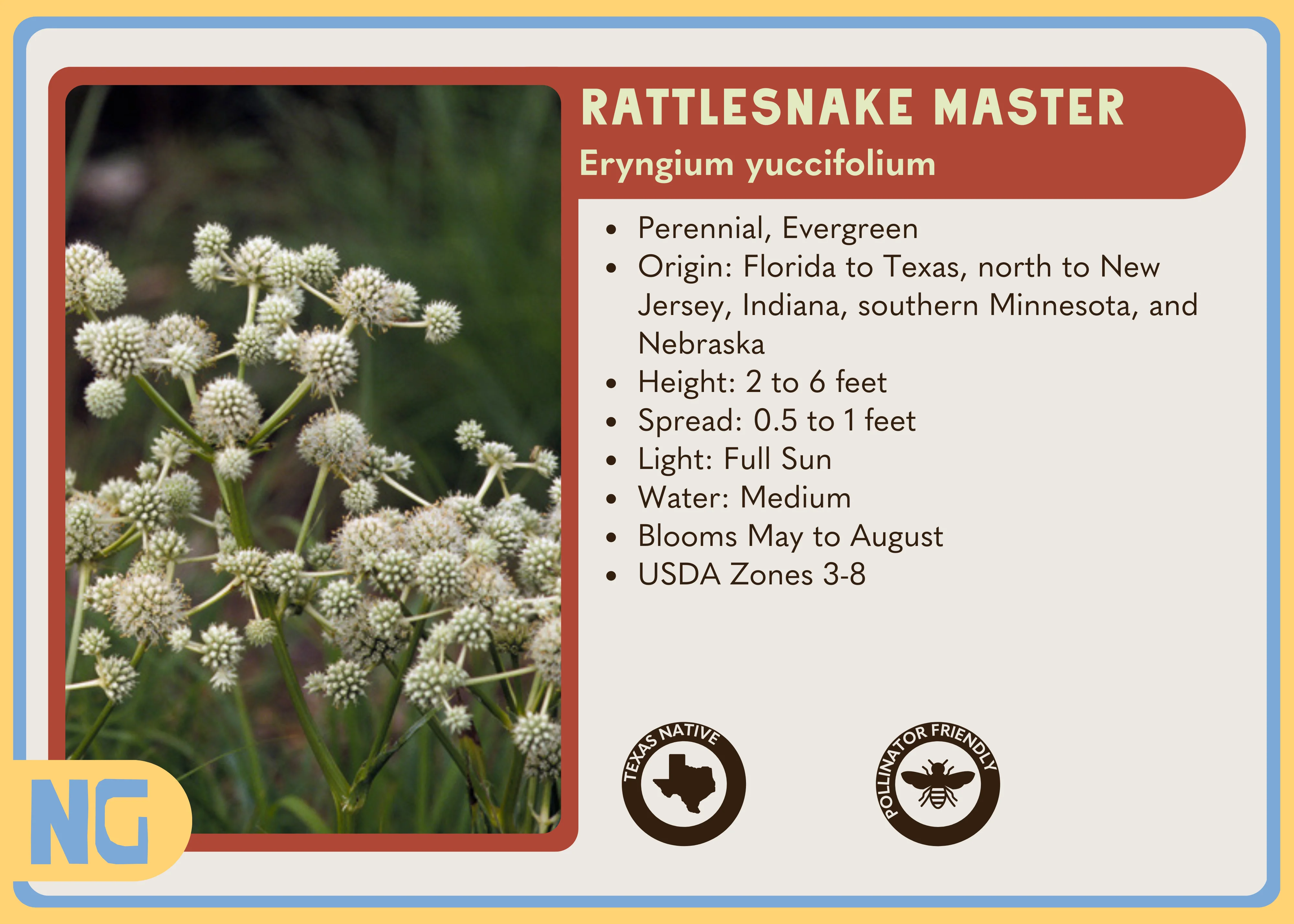 Rattlesnake Master - Image 5