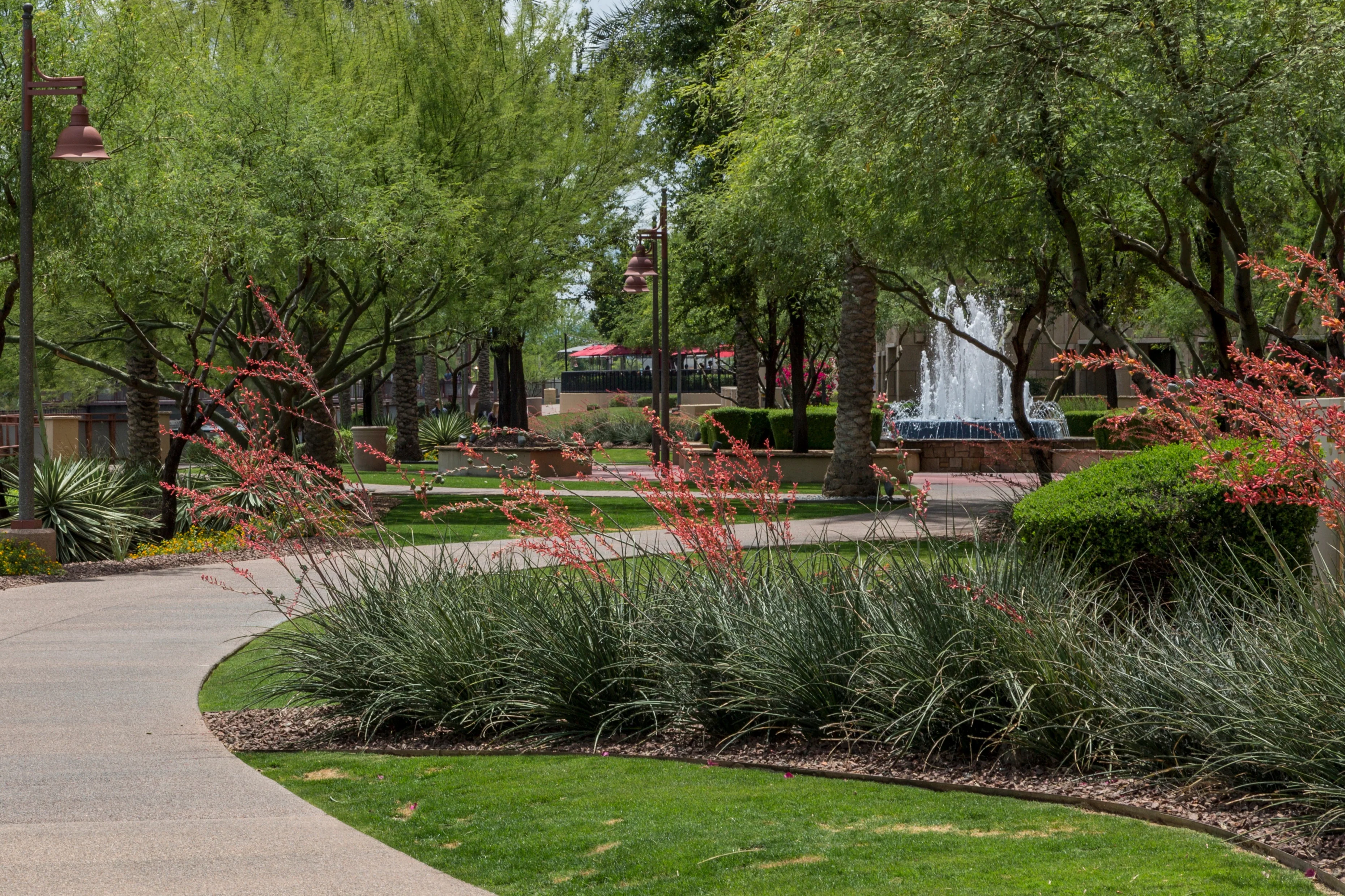 Red Yucca - Image 3