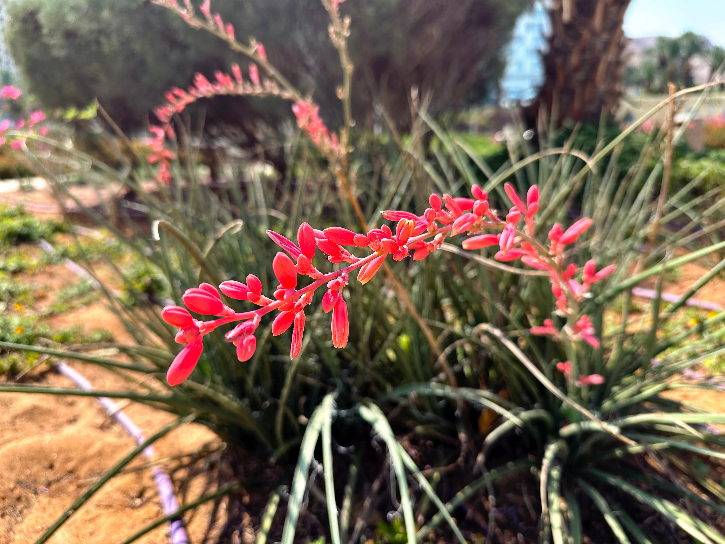 Red Yucca - Image 4