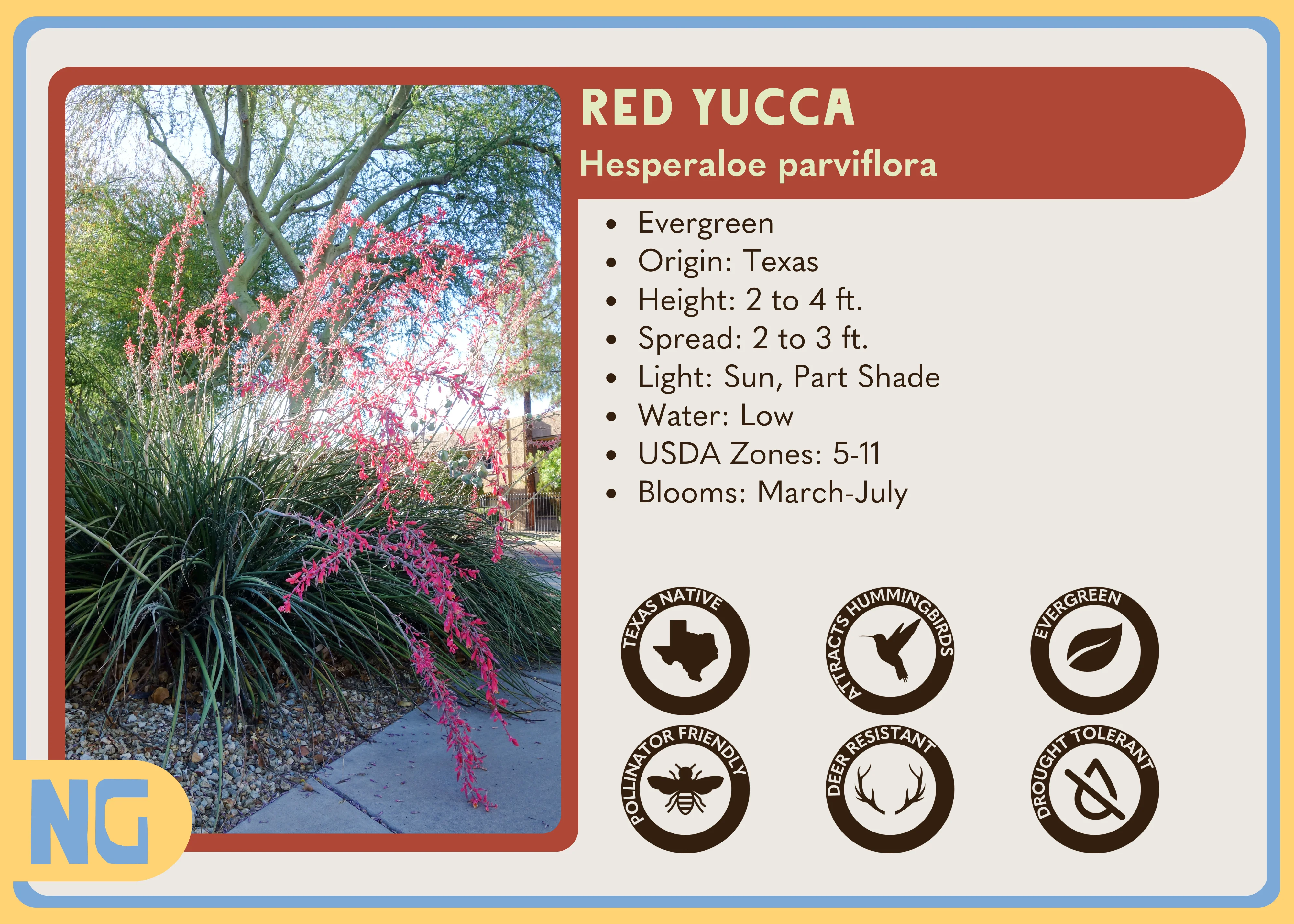 Red Yucca - Image 5